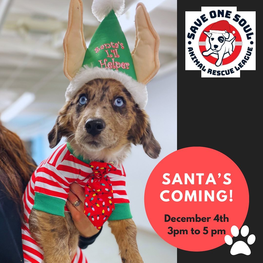 Santa’s little helper is getting ready for his arrival next Saturday!

Join us at @sosretailri Saturday December 4th with your well-behaved pups for photos with Santa. 

Book your spot and learn more by clicking the link in our bio. 

Not wanting ready to book a spot? That’s ok, walk ins are welcome too! We hope to see you there!