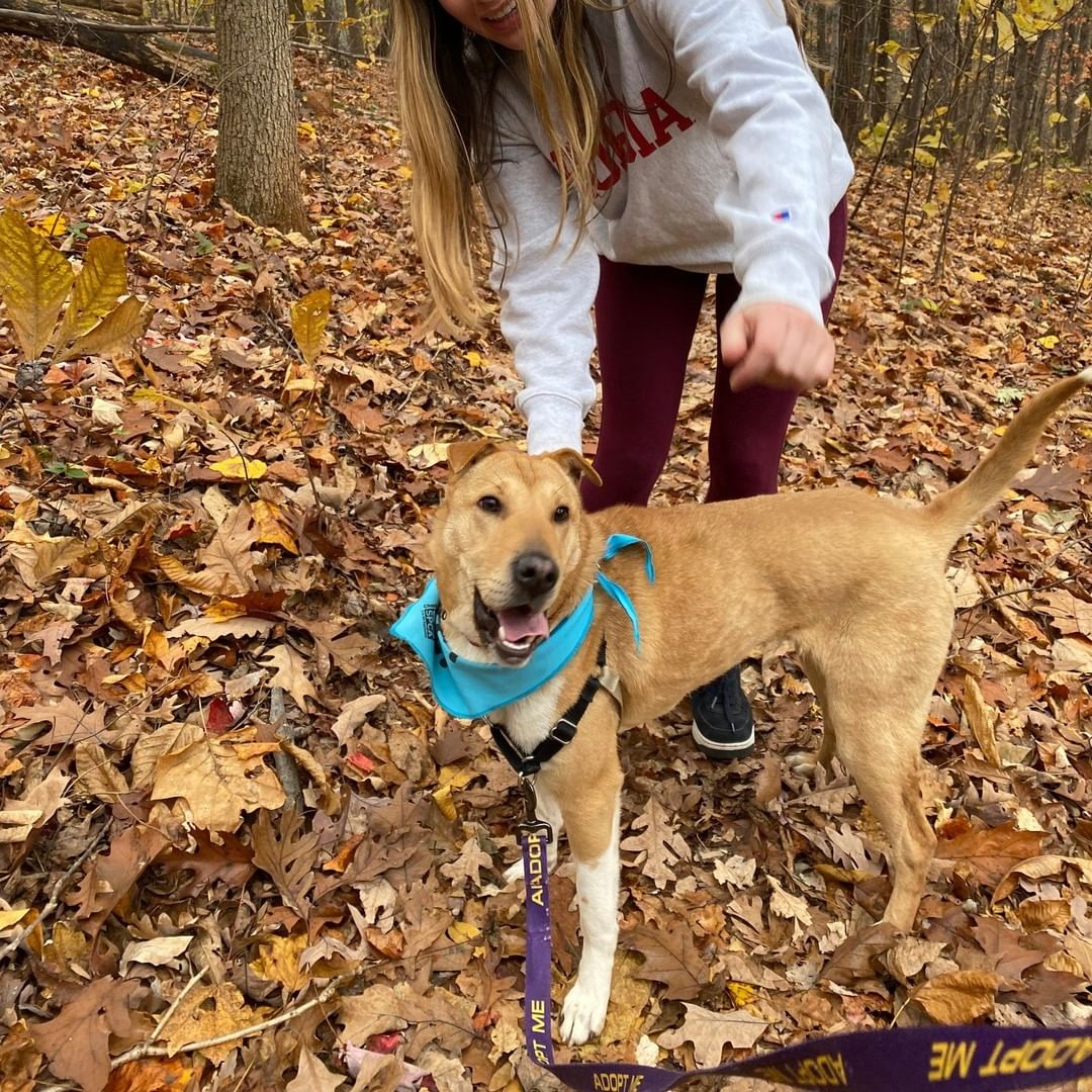 FLOSSIE-- 10mo Shar-pei mix
Don't you want to boop this nose?!
*Loves people + Housebroken + cuddly*

Let's get Flossie adopted! https://caspca.org/adopt/adopt-a-dog/