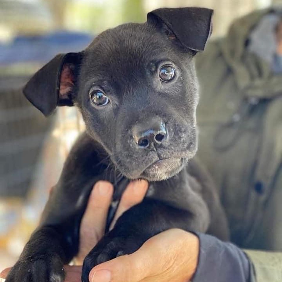 Looking to get a head start on your Thanksgiving feast? Look no further than Pumpkin Pie and Sweet Potato! Both girls are about 10 weeks old, doing great with potty training (they know 'go potty'), love their crates (they know 'kennel'), and get along well with their 2 older resident foster siblings. 

Pumpkin Pie (ears down!) is a happy-go-lucky puppy who acts her age. When her puppy antics get to be too much for her resident siblings, she responds appropriately by backing off. Running around the backyard and playing fetch are two of Pumpkin Pie’s favorite activities.

Sweet Potato (ears up!) loves playing with her sibling Pumpkin Pie and can often be found chasing her around the yard. She's a bit timid of new people and startles easily. She would do best in a home with a fenced yard and canine sibling of her own to help teach her the world is not a scary place.