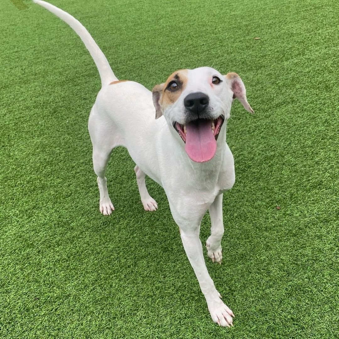 Hi! My name is Queva, a 3yr old hound mix. I am pretty shy at first but don't let that fool you... I love people and enjoy getting and giving tons of love! I am dog friendly and I think it would be so cool to have another dog sibling in my new home. Even though I am shy around humans, I really like playing with other dogs so trips to the dog park or play dates with doggie friends would be awesome!

I like to play ball, I am good on a leash, and with a little training and time I bet I could learn all kinds of neat tricks! An active owner would be ideal and a family with older kids could be really fun! I am such a sweet girl with so much love to give, I promise if you have a little patience while I learn that my humans are kind you will have a faithful, fun, social companion at home and to take on adventures of all sorts!

Meet me when you submit an application at www.bdrr.org/adopt!