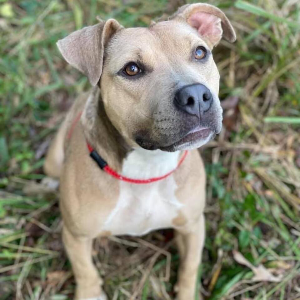 SUNNY 92.3 WET NOSE WEDNESDAY

Sandy 28166
This beautiful girl is Sandy, a 4-year-old Pit/Lab mix. Sandy is a very sweet girl. She can be a little shy when she first meets you, but she warms up quickly, especially if you have yummy treats! Sandy loves going for walks with the volunteers, and she especially enjoys being in playgroups with her canine pals. She is happy when she meets playful, friendly dogs. She'll give them a play bow and do her best to start a game of chase and wrestling. Sandy is beautiful and loving and would be the happiest girl ever if she had a forever home.

Toby 23269
Toby is a handsome guy. His personality is probably what many people think of when they think about a cat. He is fairly independent and wants attention only on his own terms. He has a regal stance and commands the room when he enters. He is able to live with other cats, but he demands respect from all who wish to share his space. Toby will let you know when he wants to be petted, but mostly he enjoys being adored from a distance. If Toby sounds like the kind of cat for you, come adopt him today!