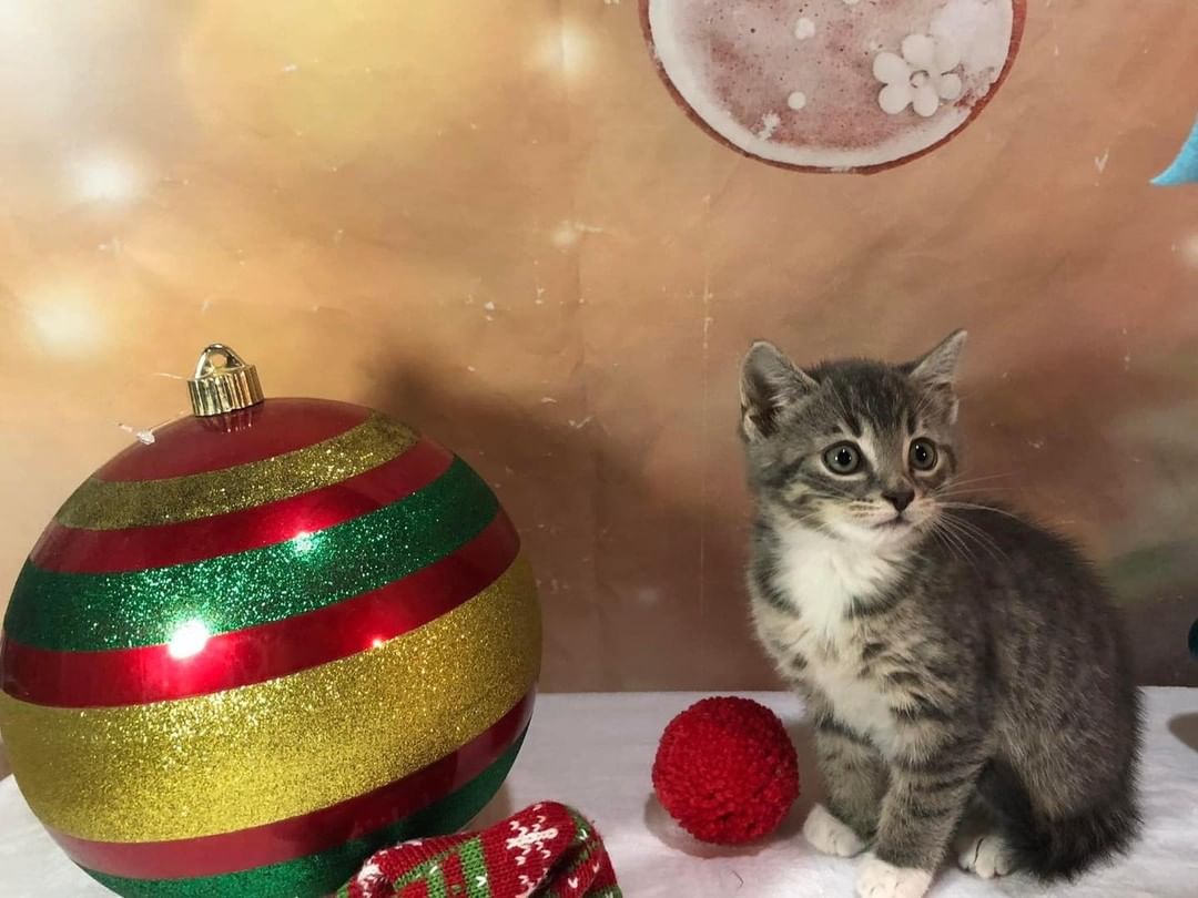 Oliver has all his Black Friday shopping done and is ready to spend Christmas in his new home. Apply to to adopt at: https://forms.gle/txBistYv4TZGkSzW9