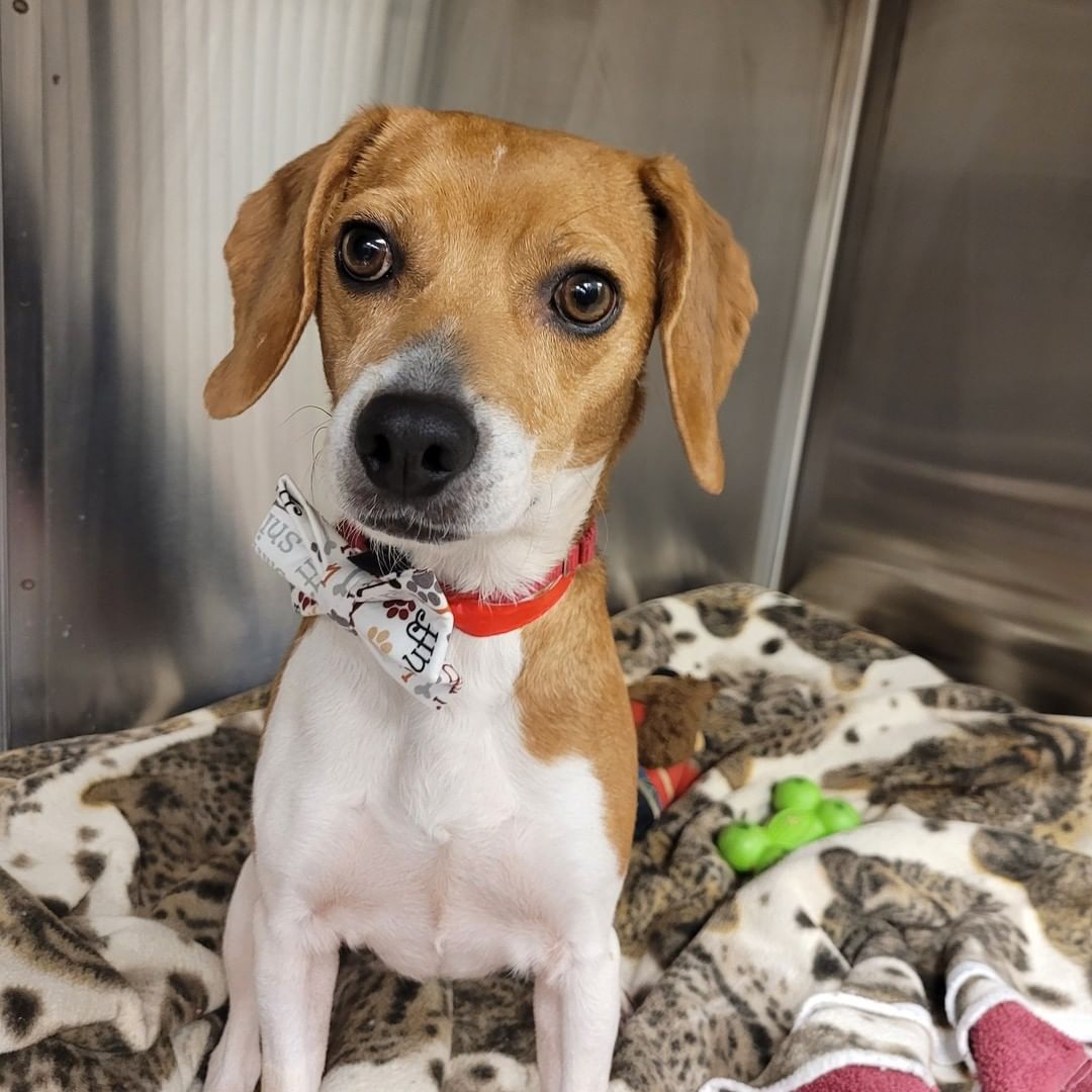 We've got some dressed up pups, ready for dinner with the family! 

(THANK YOU to a wonderful donor for the sweet bow ties!)

Happy Turkey Day from Humane Society, Tennessee Valley!