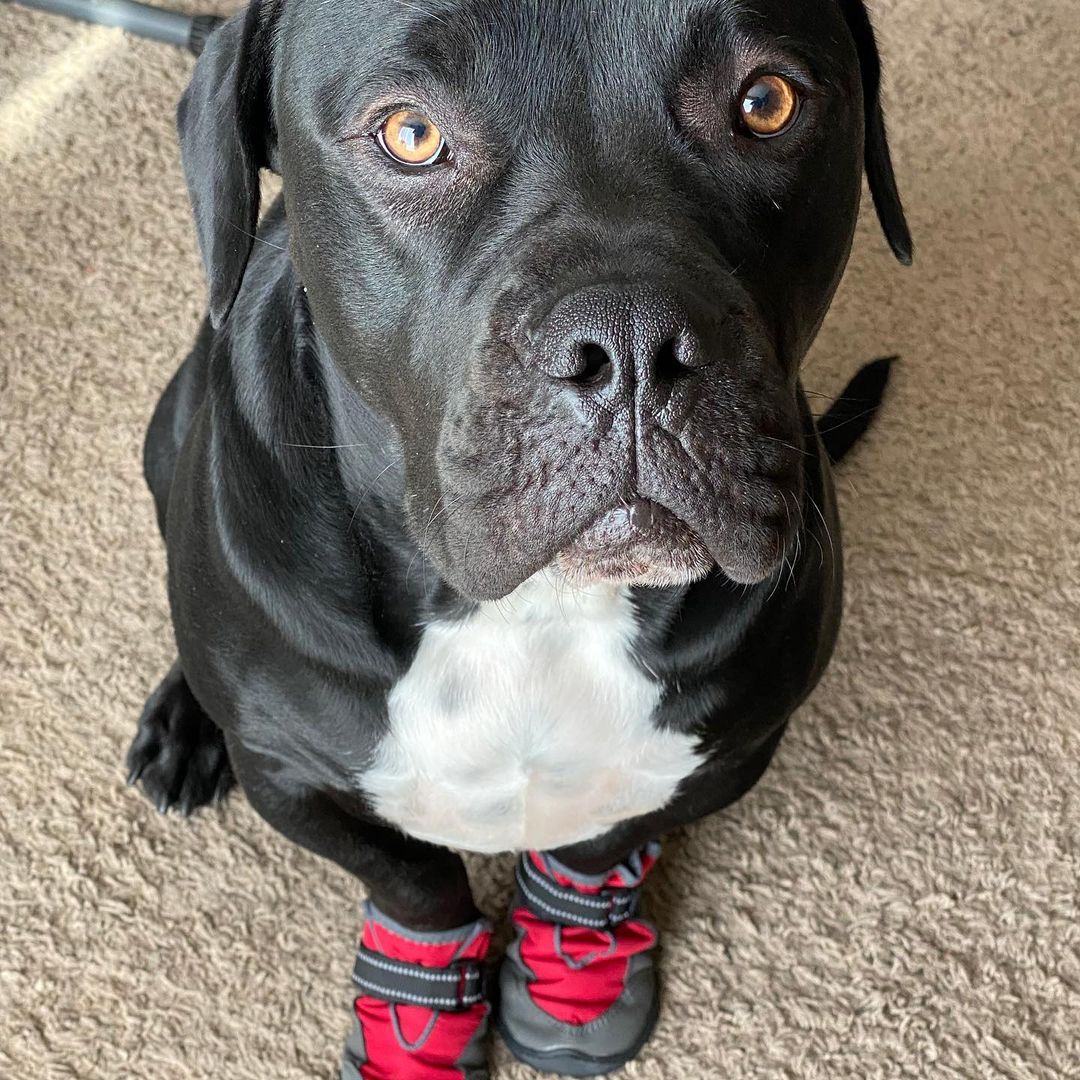 Greetings from Flash Gordon!🏜

Is Flash not the most handsome adventure pup you’ve ever seen?! It’s the boots for me 😉

If you’re looking for a super cool dog to take on adventures, hikes, and camping trips, Flash is your guy! He’s been on lots of trips with his wonderful foster fam and he’s so ready to start making those memories with his forever family.

Flash is a 1.5-year-old AmStaff who weighs about 79 pounds. He’s house trained, good with other dogs and older kids. He’s a super happy boy who’s impossible to resist once you see him. Seriously, pics don’t do Flash justice!

When people see him in person they’re like 🤯🤯🤯

Fun fact: his foster mama had a hard time finding booties that fit him right cause his front paws are like bear paws and his back paws itty bitty 🤣

Let’s find Flash a forever home for the holidays 🎄 If you’re interested in adopting, please fill out an application on our website thelittlereddog.org or click the link in our bio to get started ❤️