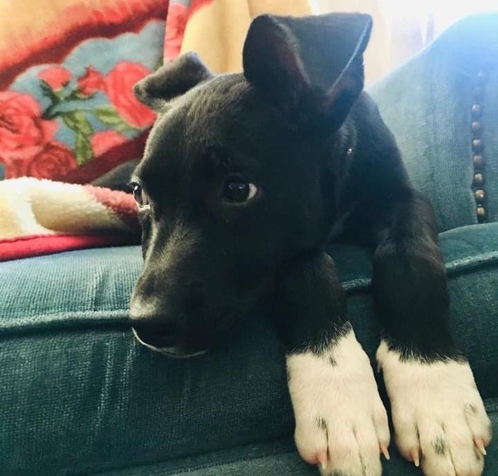 I’m Meme and I am the cutest, most lovable puppy in the world! I am a 3 to 4-month-old black terrier mix. I am only about 8-9 pounds. I have cute white socks on my giant feet—I have some growing still to do! I am up to date on my shots and will be ready to get spayed in January. I came to rescue from a kill shelter in rural, LA, after I was found a stray and no one came looking for me. I love every person I meet and want to jump in their arms and kiss them and love on them! I am teething right now and need chew toys all over the house. But as long as I have toys, I don’t chew the house. I am working on not chewing on my foster family’s hands and am much better than when I first arrived. I am high energy and need walks and play time every day. I do well in my kennel when you have to leave. I am progressing well with house training and walking on a leash. I get along really well with the dogs and kids in my foster house. I would love to have a doggie playmate, but the kids in my foster house are great playmates too since my foster dog sisters are too old to play with me. I have met the neighbor’s cat and we get along too! I have the cutest crooked ears and I know you will fall in love with me when you meet me. Will you give me a forever home to grow up in and be your loyal, bestest friend?? 

Please note: as with most rescue puppies, we have no way to guarantee this puppy’s breed or size potential. 

If you are interested in meeting and/or adopting, the first step is to please visit our website to complete an application and read all of our FAQs: https://www.takepawsrescue.org/adopt 

<a target='_blank' href='https://www.instagram.com/explore/tags/adoptdontshop/'>#adoptdontshop</a> <a target='_blank' href='https://www.instagram.com/explore/tags/spayandneuter/'>#spayandneuter</a> <a target='_blank' href='https://www.instagram.com/explore/tags/rescuedogsofinstagram/'>#rescuedogsofinstagram</a> <a target='_blank' href='https://www.instagram.com/explore/tags/rescuedismyfavoritebreed/'>#rescuedismyfavoritebreed</a> <a target='_blank' href='https://www.instagram.com/explore/tags/adoptme/'>#adoptme</a> <a target='_blank' href='https://www.instagram.com/explore/tags/noladogs/'>#noladogs</a> <a target='_blank' href='https://www.instagram.com/explore/tags/nola/'>#nola</a> <a target='_blank' href='https://www.instagram.com/explore/tags/neworleans/'>#neworleans</a> <a target='_blank' href='https://www.instagram.com/explore/tags/louisiana/'>#louisiana</a>  <a target='_blank' href='https://www.instagram.com/explore/tags/adoptablackdog/'>#adoptablackdog</a>