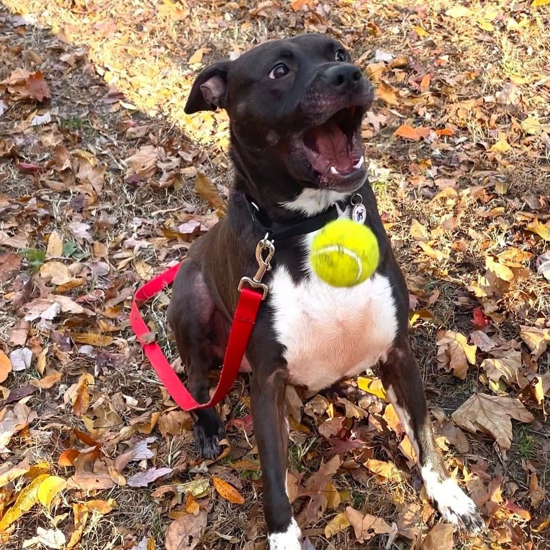 Shuri is ready to help you celebrate the next holiday and promises to be the life of the party! She is always ready to mingle and make new friends, both human and canine. 

If you're looking for a new best friend whose tail wags a mile minute and loves playing fetch, schedule an appointment to meet Shuri at AlexandriaAnimals.org/Adopt-By-Appointment or with the link in our bio.

<a target='_blank' href='https://www.instagram.com/explore/tags/alexanimals/'>#alexanimals</a> <a target='_blank' href='https://www.instagram.com/explore/tags/adoptshuri/'>#adoptshuri</a> <a target='_blank' href='https://www.instagram.com/explore/tags/dogsofinstagram/'>#dogsofinstagram</a>