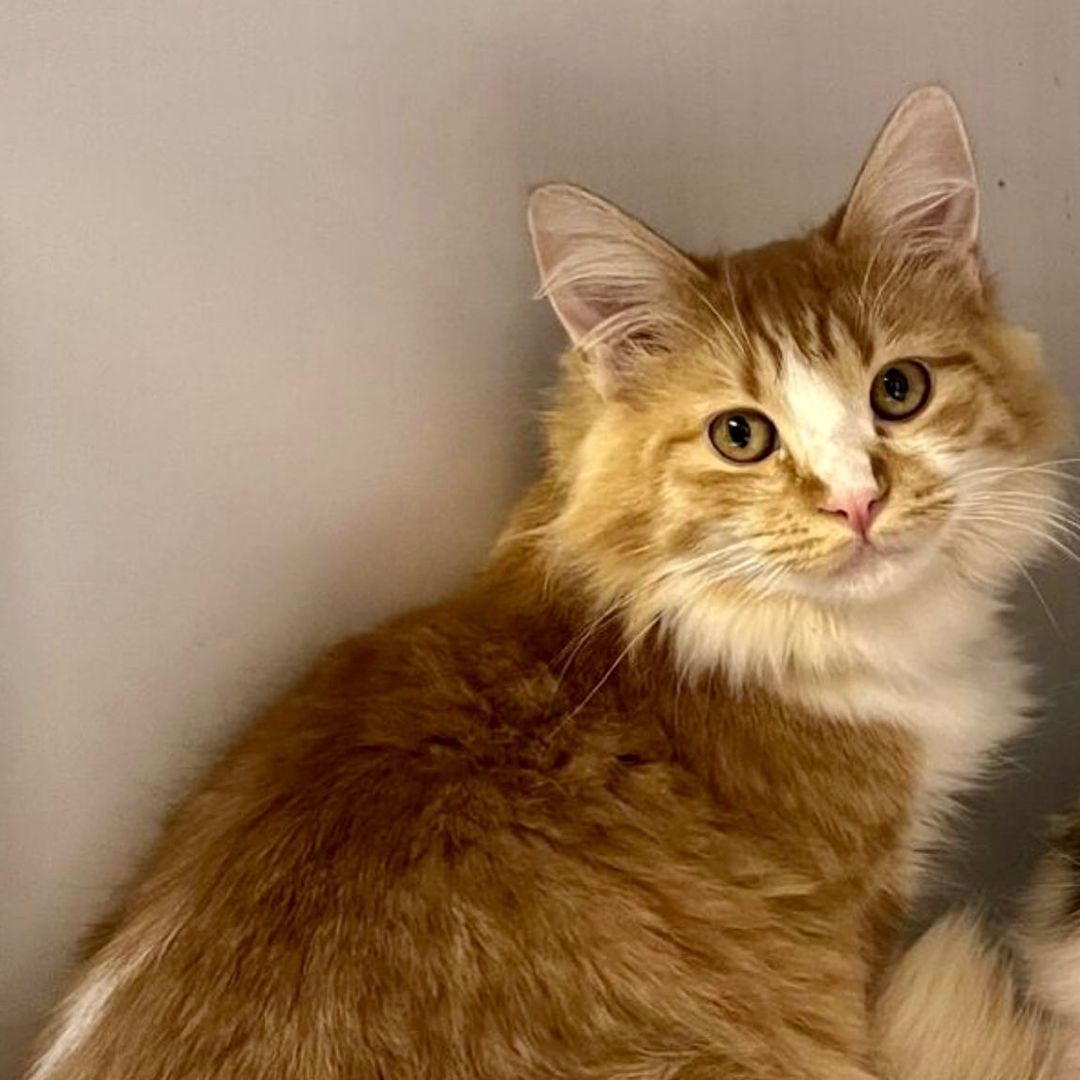 Everyone loves Nachos! 🧀 Everyone also loves Nacho the 6mo handsome orange tabby with the luxurious long hair. Curl up with this lap-warmer as the days get colder and cozier. Nacho is neutered, vaccinated, microchipped, and ready to find forever! www.espanolahumane.org 505-753-8663

<a target='_blank' href='https://www.instagram.com/explore/tags/cats/'>#cats</a> <a target='_blank' href='https://www.instagram.com/explore/tags/nachos/'>#nachos</a> <a target='_blank' href='https://www.instagram.com/explore/tags/ilovecheese/'>#ilovecheese</a> <a target='_blank' href='https://www.instagram.com/explore/tags/espanolahumane/'>#espanolahumane</a> <a target='_blank' href='https://www.instagram.com/explore/tags/adoptme/'>#adoptme</a> <a target='_blank' href='https://www.instagram.com/explore/tags/catsofinstagram/'>#catsofinstagram</a> <a target='_blank' href='https://www.instagram.com/explore/tags/rescuecatsofinstagram/'>#rescuecatsofinstagram</a> <a target='_blank' href='https://www.instagram.com/explore/tags/catoftheday/'>#catoftheday</a> <a target='_blank' href='https://www.instagram.com/explore/tags/catstagram/'>#catstagram</a> <a target='_blank' href='https://www.instagram.com/explore/tags/meow/'>#meow</a> <a target='_blank' href='https://www.instagram.com/explore/tags/purr/'>#purr</a> <a target='_blank' href='https://www.instagram.com/explore/tags/newmexico/'>#newmexico</a> <a target='_blank' href='https://www.instagram.com/explore/tags/catsofnewmexico/'>#catsofnewmexico</a> <a target='_blank' href='https://www.instagram.com/explore/tags/espa/'>#espa</a>ñola <a target='_blank' href='https://www.instagram.com/explore/tags/santafe/'>#santafe</a> <a target='_blank' href='https://www.instagram.com/explore/tags/albuquerque/'>#albuquerque</a> <a target='_blank' href='https://www.instagram.com/explore/tags/taos/'>#taos</a> <a target='_blank' href='https://www.instagram.com/explore/tags/losalamos/'>#losalamos</a> <a target='_blank' href='https://www.instagram.com/explore/tags/abiquiu/'>#abiquiu</a> <a target='_blank' href='https://www.instagram.com/explore/tags/ojocaliente/'>#ojocaliente</a>