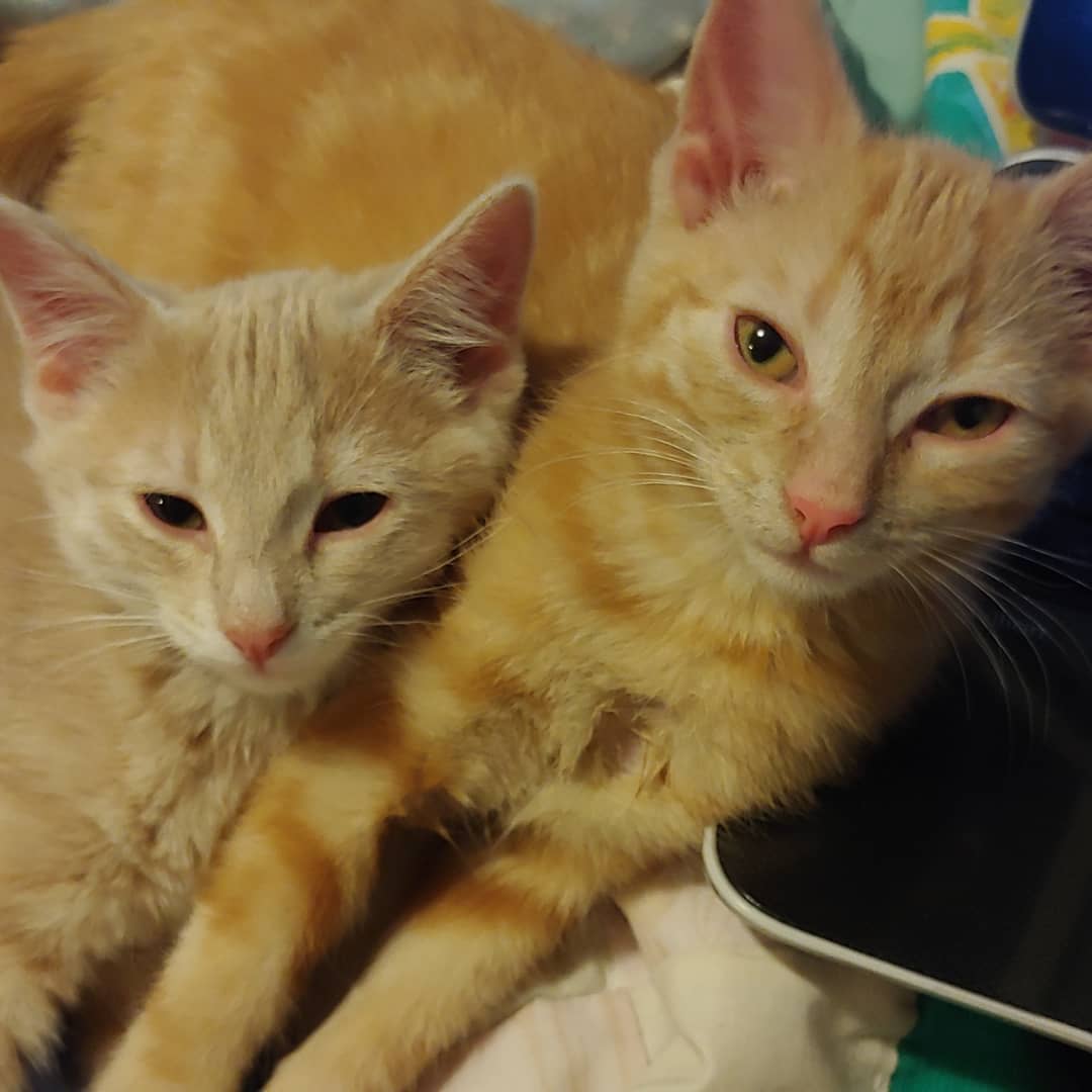 The Pizza Pals are on the hunt for their forever home.

DiGiorno - It's not delivery, it's DiGiorno! The only boy in the crew, this guy purrs the second you look at him and doesn't stop as long as you pay attention to him. He is playful and full of energy (so, a regular kitten), but he also doesn't waste an opportunity for a snuggle. He loves kisses and being told he is cute. Fav toppings: pepperoni. 

Delissio - This beige beauty is an absolute sweetheart. She has her head tilt down and you'll be wrapped around her little paw in no time. She wants to be close (what is personal space?), so if you'd like a gal to snuggle up with, she might be the one for you. Fav toppings: Chicken, bacon, ranch. 

Deep Dish - this tiny bundle of cuteness is almost too much to handle. She is super sweet and absolutely melts into pets. She has a gorgeous reddish-orange coat and a beautiful swirly pattern. Not a huge fan of being held (she has too many things to do), but definitely a big fan of cuddling up with you. Playful, cute, and sweet. Fav toppings: all cheese, baby. 

Dominos - Dom is the most laid back of the crew. Happy to chase her siblings around or cuddle up in your lap. This adorable, loving gal is an all around sweetheart. She even lets her sibling nurse on her tummy when they need some comfort. Purrs aplenty with this little lady. Fav toppings: ham and extra cheese. 

Delivery Driver Dave - This little lady is the most shy of the group, but the second she trusts you, she is full of snuggles and sweetness. She has a look of constant concern (she hasn't been getting a whole lot of tips, so it is understandable), but rest assured, she is one happy little delivery driver. She loves to chase around her siblings, especially Deep Dish. She would likely do best in a home with another kitty friend to help her come out of her shell. Fav toppings: Fully loaded. 

You can apply to meet them at www.streetcat.ca/adopt

Pic 1: DDD and DiGiornio
Pic 2: Delissio & Deep Dish
Pic 3: Delissio & Dominos
Pic 4: Delissio
Pic 5: DiGiorno & Deep Dish
Pic 6: Deep Dish
Pic 7: DiGiorno