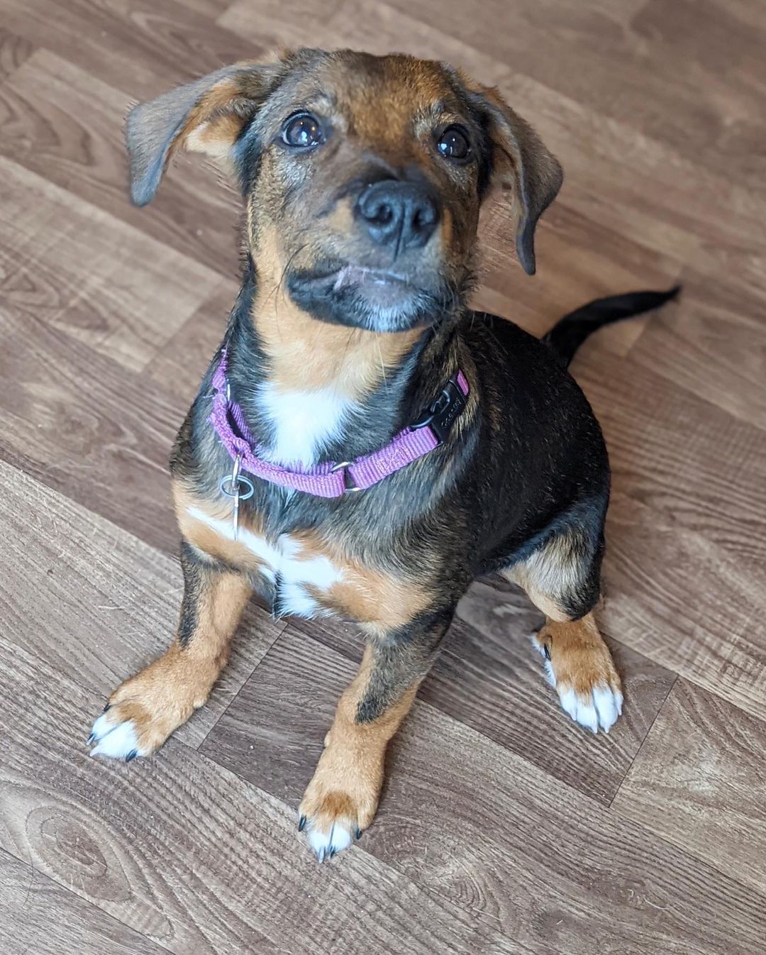 🦃Happy Thanksgiving from Matilda!🦃
🐾Female
🐾Age: DOB: 7/31/2021
🐾Weight: 22 lbs and growing!
🐾Breed: Beagle/Shepherd/Lab mix
♥️
Hey there, I’m Matilda! I have a big personality with a big heart to match! I enjoy wrestling with my sister and foster siblings and love cuddling up for a good nap afterwards! I currently enjoy playing with all the toys, bouncing around with my furry friends and cuddles! I absolutely love treats and am food motivated which will be super helpful for training.
🥧 
Speaking of training, since I am so young, I am still learning all the basics such as house training, crate training and leash training. I am catching on quickly though! I would love to find an active family who can keep me entertained with lots of exercise or have my very own fur sibling who will play with me!
🍁 
If you are interested in meeting Matilda, apply to adopt her at www.causeforcanines.org
Must have a flexible schedule to accommodate a puppy’s needs.
Adoption fee: $350
Must be an Ohio resident & 23 or older.
Children must be 5 or older.