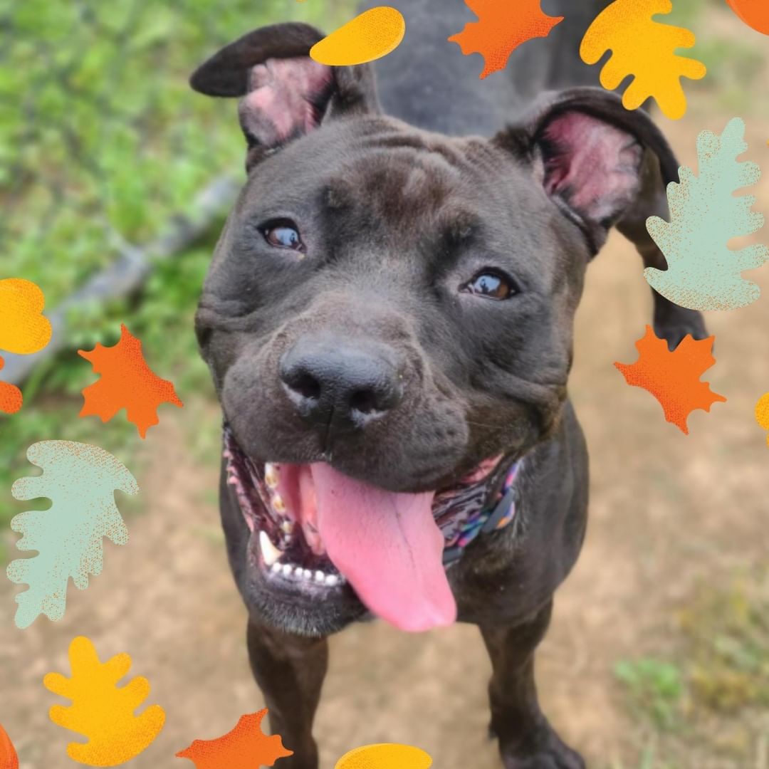 Happy Thanksgiving! Reminder that there are no adoption or surrender appointments today or tomorrow. We will resume scheduling adoption and surrender appointments on Saturday (11/27). Enjoy your day and stay safe!