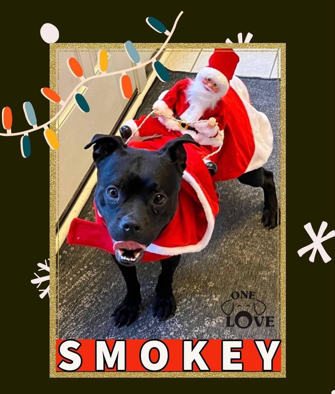 📣TRYDAY Friday📣
Let's Kick-Start the Holiday Season with helping Smokey receive the gift of his very own Family. ❣
This adorable little Bully-mix has been waiting patiently for a few months now. Smokey was pulled from South Jersey Regional Animal Shelter and has been a delight in his foster home ever since. Smokey is currently living with another dog and they are good friends. Smokey can be shy with people at first but after you earn his trust you can even dress him up like Santa's Reindeer!! 🎅🎄🦌🎁

Please apply to adopt Smokey at oneloveanimalrescue.org

<a target='_blank' href='https://www.instagram.com/explore/tags/friday/'>#friday</a> <a target='_blank' href='https://www.instagram.com/explore/tags/fridayvibes/'>#fridayvibes</a> <a target='_blank' href='https://www.instagram.com/explore/tags/OLARtryday/'>#OLARtryday</a> <a target='_blank' href='https://www.instagram.com/explore/tags/adoptsontshop/'>#adoptsontshop</a> <a target='_blank' href='https://www.instagram.com/explore/tags/seenequalssaved/'>#seenequalssaved</a> <a target='_blank' href='https://www.instagram.com/explore/tags/bullybreeds/'>#bullybreeds</a> <a target='_blank' href='https://www.instagram.com/explore/tags/southjerseyrecionalanimalshelter/'>#southjerseyrecionalanimalshelter</a> <a target='_blank' href='https://www.instagram.com/explore/tags/fostersaveslives/'>#fostersaveslives</a> <a target='_blank' href='https://www.instagram.com/explore/tags/foster/'>#foster</a> <a target='_blank' href='https://www.instagram.com/explore/tags/blackdog/'>#blackdog</a> <a target='_blank' href='https://www.instagram.com/explore/tags/blackdogsrock/'>#blackdogsrock</a> <a target='_blank' href='https://www.instagram.com/explore/tags/blackdogsrule/'>#blackdogsrule</a> <a target='_blank' href='https://www.instagram.com/explore/tags/underbite/'>#underbite</a> <a target='_blank' href='https://www.instagram.com/explore/tags/oneloveanimalrescuenj/'>#oneloveanimalrescuenj</a> <a target='_blank' href='https://www.instagram.com/explore/tags/holidayseason/'>#holidayseason</a>