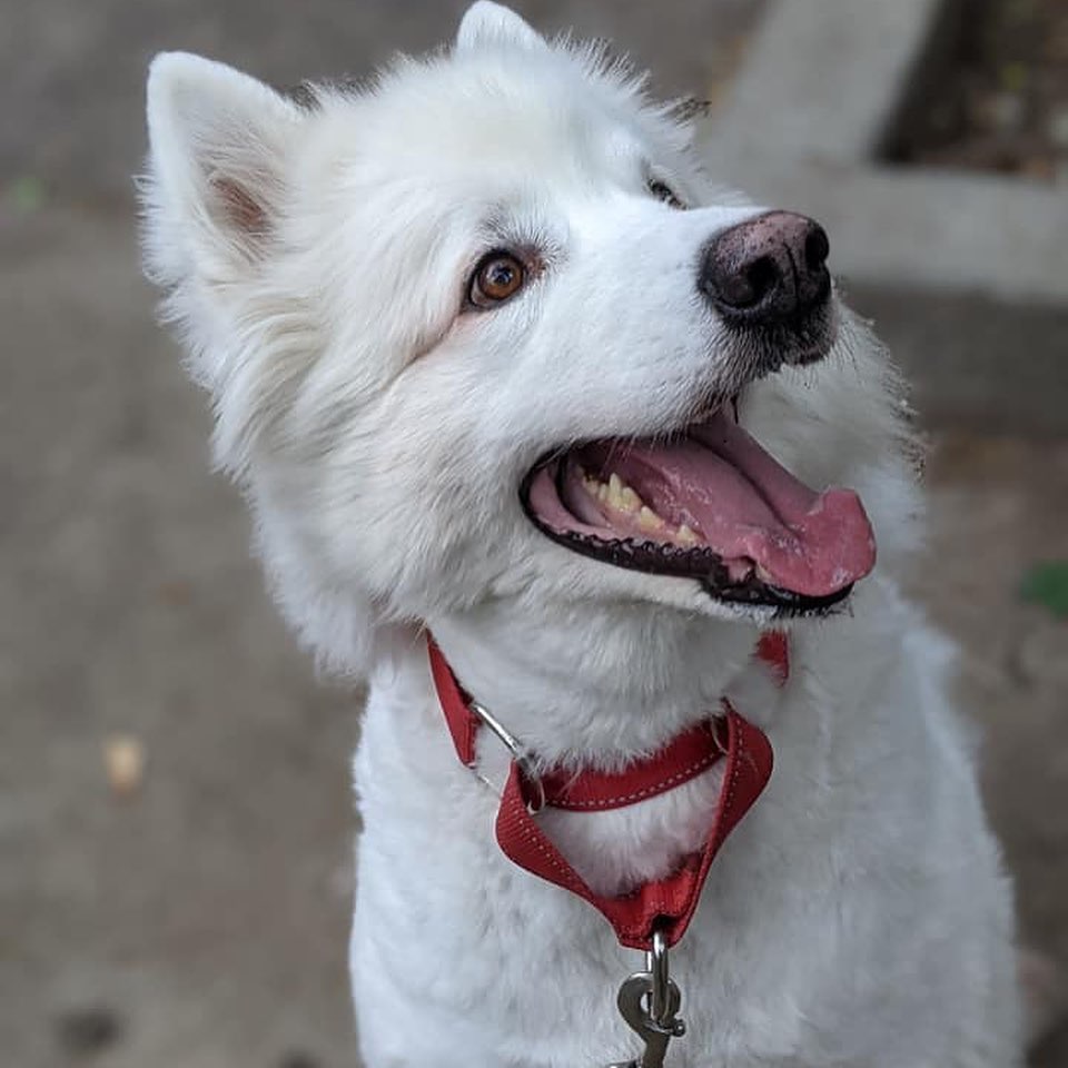 LAEILA ET MAXI VEULENT ÊTRE ADOPTÉS ENSEMBLE 💞

Laeila, 6 ans, et Maxi, 5 ans, ont toujours habité sous le même toit, et la SPCA de Montréal souhaite leur trouver une famille aimante qui les gardera unis. Très attachants, ces magnifiques chiens ont des personnalités bien distinctes, mais qui se complètent à merveille. Par exemple, Laeila a tendance à « chanter » pour exprimer ses besoins, alors que Maxi le fait en jappant doucement. Sans même voir les deux compagnons, vous saurez instantanément lequel vous « parle »! Et si Laeila adore les câlins et les siestes sur le divan, Maxi, quant à lui, préfère courir et apprendre de nouveaux trucs. Les deux toutous ont aussi plusieurs points en commun : ils adorent être ensemble, apprécient les longues randonnées dans la nature, aiment mâchouiller des peluches (sous supervision, bien entendu) et s’amuser avec des jouets de type Kong remplis de nourriture molle.

Pour rencontrer ces deux boules de neige, envoyez un courriel à formulairesadoption@spca.com en mentionnant «  Laeila et Maxi » dans l’objet du courriel.

//
LAEILA AND MAXI WANT TO BE ADOPTED TOGETHER

Laeila (6) and Maxi (5) have always lived under the same roof, and the Montréal SPCA wants to find them a loving family who will keep them together. These beautiful dogs are very endearing and have distinct personalities, but they complement each other marvellously. For example, Laeila tends to “sing” to express her needs, while Maxi does so with soft barks. No need to have a visual, you’ll instantly know which one of the two companions is “talking” to you! While Laeila loves to cuddle and nap on the couch, Maxi prefers to run around and learn new tricks. They also have a lot in common: they love each other’s presence, long walks in nature, chewing on stuffed animals (under supervision, of course) and playing with Kong toys filled with soft food.

To meet these two snowballs, send an email to formulairesadoption@spca.com mentioning “Laeila and Maxi” in the subject line.