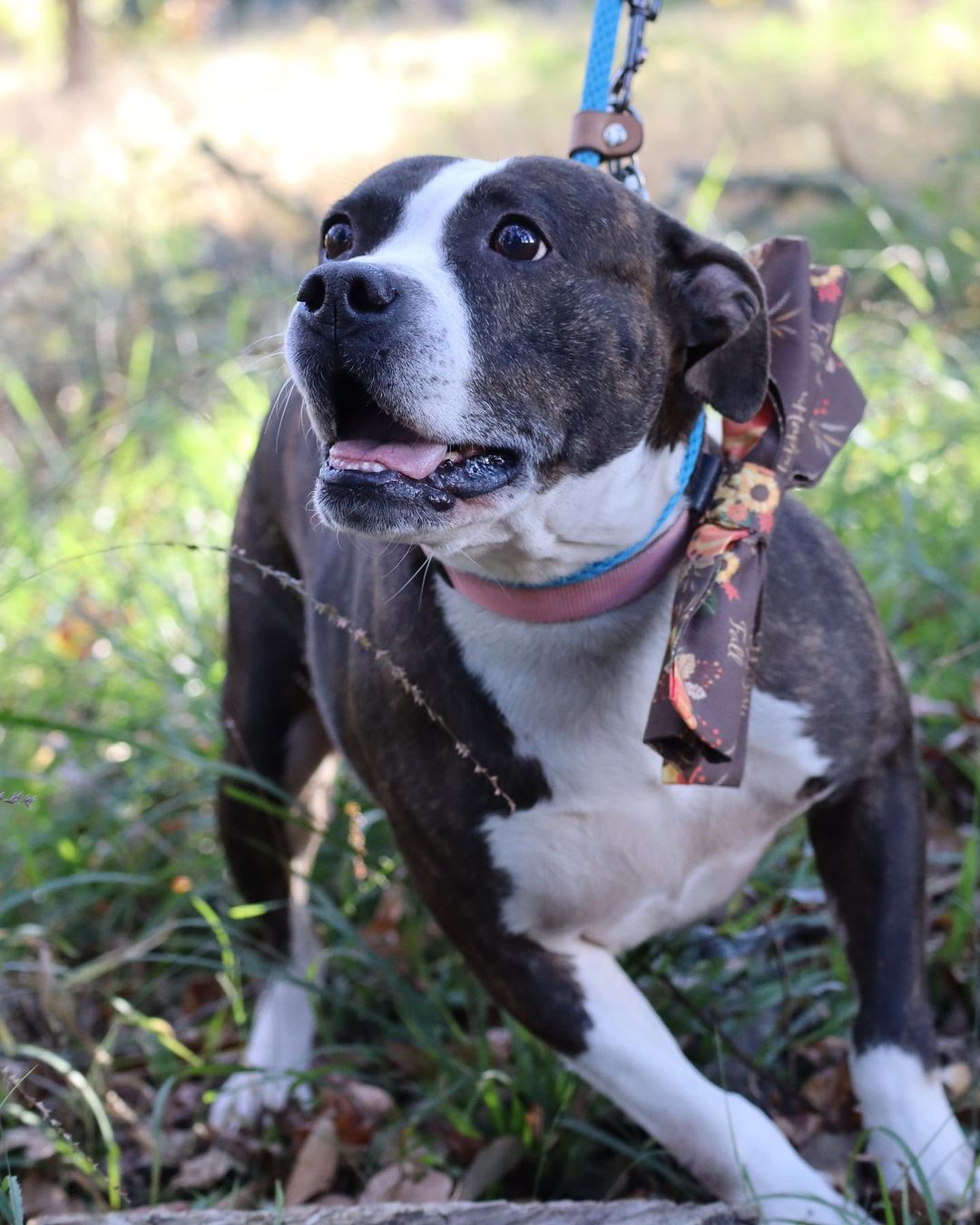 Happy Thanksgiving from Lila and the rest of the Pet Helpers furry family 💙🦃

We will be closed today for the holiday, but will be right back to finding pups and kits the homes they deserve tomorrow from 12-6 🐾

Stay tuned for our Black Friday Weekend Silent Auction and more ways you can help us give our pets the happiest holidays possible 🎄

.
.
.
.
.
<a target='_blank' href='https://www.instagram.com/explore/tags/pitbull/'>#pitbull</a> <a target='_blank' href='https://www.instagram.com/explore/tags/thanksgiving/'>#thanksgiving</a> <a target='_blank' href='https://www.instagram.com/explore/tags/charleston/'>#charleston</a> <a target='_blank' href='https://www.instagram.com/explore/tags/animalshelter/'>#animalshelter</a> <a target='_blank' href='https://www.instagram.com/explore/tags/rescue/'>#rescue</a> <a target='_blank' href='https://www.instagram.com/explore/tags/animalrescue/'>#animalrescue</a> <a target='_blank' href='https://www.instagram.com/explore/tags/americanpitbullterrier/'>#americanpitbullterrier</a> <a target='_blank' href='https://www.instagram.com/explore/tags/dontbullymybreed/'>#dontbullymybreed</a> <a target='_blank' href='https://www.instagram.com/explore/tags/pitbullsofinstagram/'>#pitbullsofinstagram</a> <a target='_blank' href='https://www.instagram.com/explore/tags/bullybreed/'>#bullybreed</a> <a target='_blank' href='https://www.instagram.com/explore/tags/bully/'>#bully</a> <a target='_blank' href='https://www.instagram.com/explore/tags/rescuedog/'>#rescuedog</a> <a target='_blank' href='https://www.instagram.com/explore/tags/shelterdog/'>#shelterdog</a> <a target='_blank' href='https://www.instagram.com/explore/tags/rescuedogsofinstagram/'>#rescuedogsofinstagram</a> <a target='_blank' href='https://www.instagram.com/explore/tags/rescuedismyfavoritebreed/'>#rescuedismyfavoritebreed</a> <a target='_blank' href='https://www.instagram.com/explore/tags/charleston/'>#charleston</a> <a target='_blank' href='https://www.instagram.com/explore/tags/lowcountry/'>#lowcountry</a> <a target='_blank' href='https://www.instagram.com/explore/tags/lowcountryliving/'>#lowcountryliving</a> <a target='_blank' href='https://www.instagram.com/explore/tags/dogsofinstagram/'>#dogsofinstagram</a> <a target='_blank' href='https://www.instagram.com/explore/tags/dogsofinsta/'>#dogsofinsta</a> <a target='_blank' href='https://www.instagram.com/explore/tags/sc/'>#sc</a> <a target='_blank' href='https://www.instagram.com/explore/tags/dogsofsc/'>#dogsofsc</a> <a target='_blank' href='https://www.instagram.com/explore/tags/dogsofsouthcarolina/'>#dogsofsouthcarolina</a>