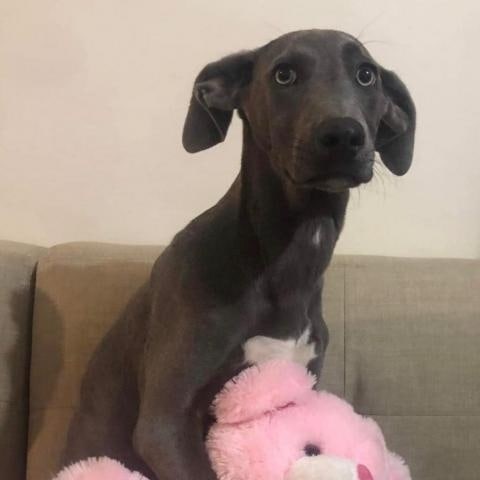 Seeking forever family. Meet Sara!

Sara is a 5 month old medium to Large Weimaraner mix. She is a very friendly, smart and playful girl. She Is great with all people and dogs. She will be a great dog for active families. Please help her find her forever home!

If interested in Sara, please apply through our website.
Anlcf.org
Location: San Diego

<a target='_blank' href='https://www.instagram.com/explore/tags/ANewLifeCharitableFoundation/'>#ANewLifeCharitableFoundation</a> <a target='_blank' href='https://www.instagram.com/explore/tags/PleaseShare/'>#PleaseShare</a> <a target='_blank' href='https://www.instagram.com/explore/tags/Foster/'>#Foster</a> <a target='_blank' href='https://www.instagram.com/explore/tags/Adopt/'>#Adopt</a> <a target='_blank' href='https://www.instagram.com/explore/tags/OptToAdopt/'>#OptToAdopt</a> <a target='_blank' href='https://www.instagram.com/explore/tags/SDDogs/'>#SDDogs</a> <a target='_blank' href='https://www.instagram.com/explore/tags/SDRescue/'>#SDRescue</a> <a target='_blank' href='https://www.instagram.com/explore/tags/rescuedogsofinstagram/'>#rescuedogsofinstagram</a> <a target='_blank' href='https://www.instagram.com/explore/tags/rescuedismyfavoritebreed/'>#rescuedismyfavoritebreed</a>
<a target='_blank' href='https://www.instagram.com/explore/tags/Dogs/'>#Dogs</a> <a target='_blank' href='https://www.instagram.com/explore/tags/dogsofinstagram/'>#dogsofinstagram</a> <a target='_blank' href='https://www.instagram.com/explore/tags/adoptdontshop/'>#adoptdontshop</a>
<a target='_blank' href='https://www.instagram.com/explore/tags/Pup/'>#Pup</a> <a target='_blank' href='https://www.instagram.com/explore/tags/SanDiegoRescue/'>#SanDiegoRescue</a> <a target='_blank' href='https://www.instagram.com/explore/tags/AdoptMe/'>#AdoptMe</a>