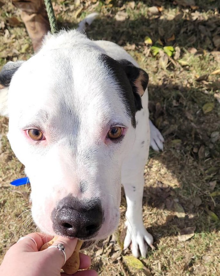 Our doggies and team are thankful for the support and donations made to help us rescue and provide a safe and loving temporary home until they find their ForEver home! 
A BIG thanks to a donor who graciously gave us milk bones to treat our doggies today on Thanksgiving! 

We wish you, your family and your 4legged furry families a HAPPY Thanksgiving! 🦃🍁 🐾

Pictured L-R is Ava, Tank, Juno & Dusty 
Available for adoption, Except for Dusty, she needs more leash skills!!! 
To adopt or view any of our dogs visit 
www.BARKrescue.org