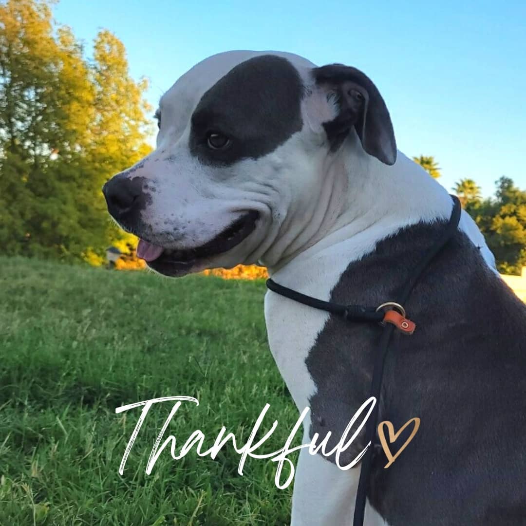 Momma Maybelline and the rest of the pack want to wish you and yours a very Happy Thanksgiving. We are so thankful for you and your support, today and every day. Dogs like Maybelline remind us every day that we couldn't be us without a you. ❤

<a target='_blank' href='https://www.instagram.com/explore/tags/k9kismet/'>#k9kismet</a> <a target='_blank' href='https://www.instagram.com/explore/tags/thankyou/'>#thankyou</a> <a target='_blank' href='https://www.instagram.com/explore/tags/thankful/'>#thankful</a> <a target='_blank' href='https://www.instagram.com/explore/tags/happythanksgivng/'>#happythanksgivng</a>