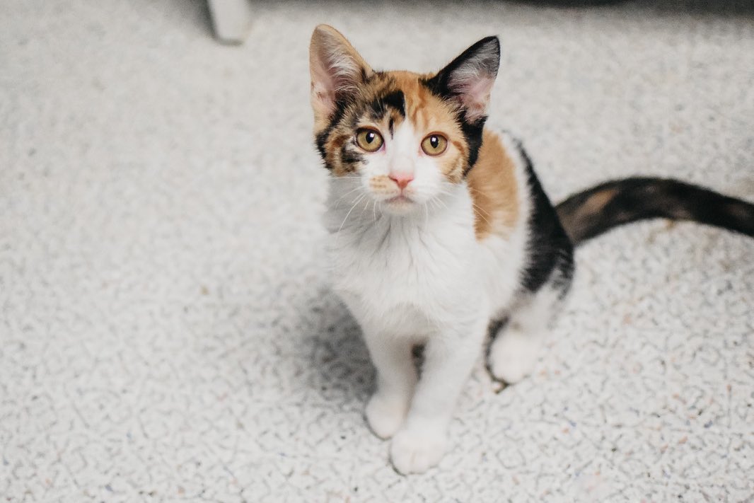 We have lots of gorgeous kitties in Kitty Korner! Send us an email to schedule an appointment! Penny, Daisy, Tulip and Princess are just a few of the sweet littles looking for homes!💗🐾 <a target='_blank' href='https://www.instagram.com/explore/tags/adoptacat/'>#adoptacat</a> <a target='_blank' href='https://www.instagram.com/explore/tags/adoption/'>#adoption</a> <a target='_blank' href='https://www.instagram.com/explore/tags/adoptpurelove/'>#adoptpurelove</a> <a target='_blank' href='https://www.instagram.com/explore/tags/catsofinstagram/'>#catsofinstagram</a> <a target='_blank' href='https://www.instagram.com/explore/tags/catstagram/'>#catstagram</a>