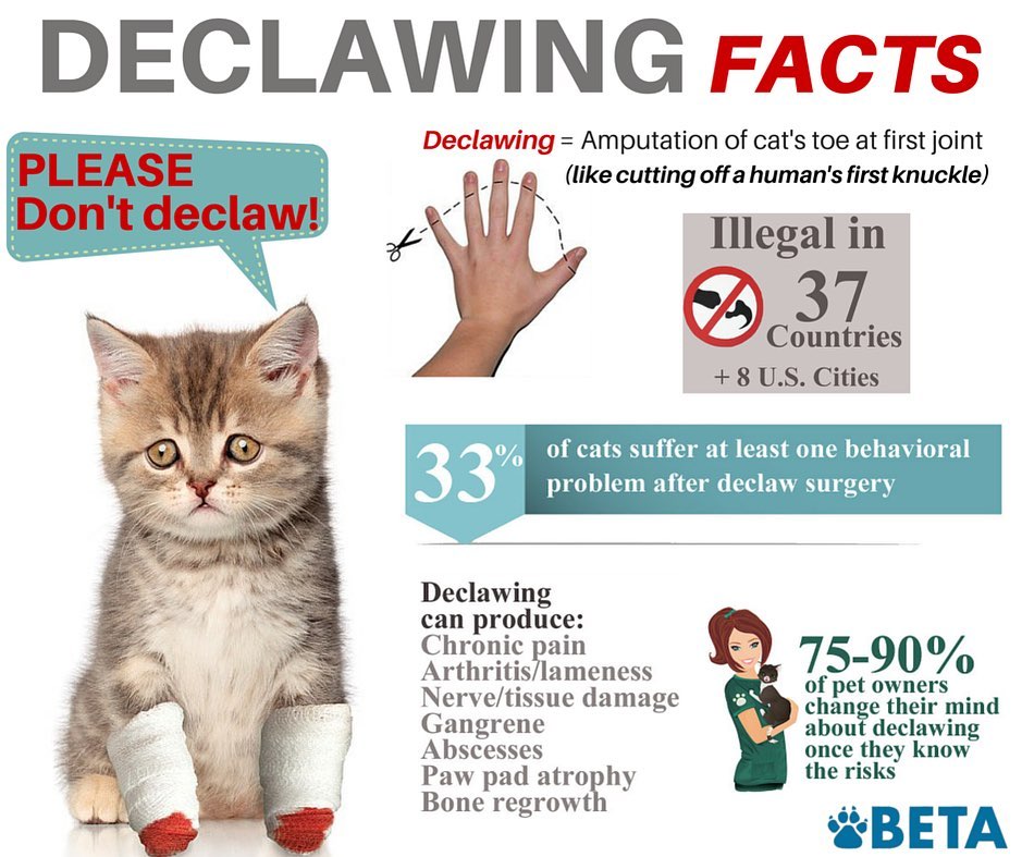 Did you know that declawing is amputating part of the toe???!!! 

Check out these facts about declawing😢