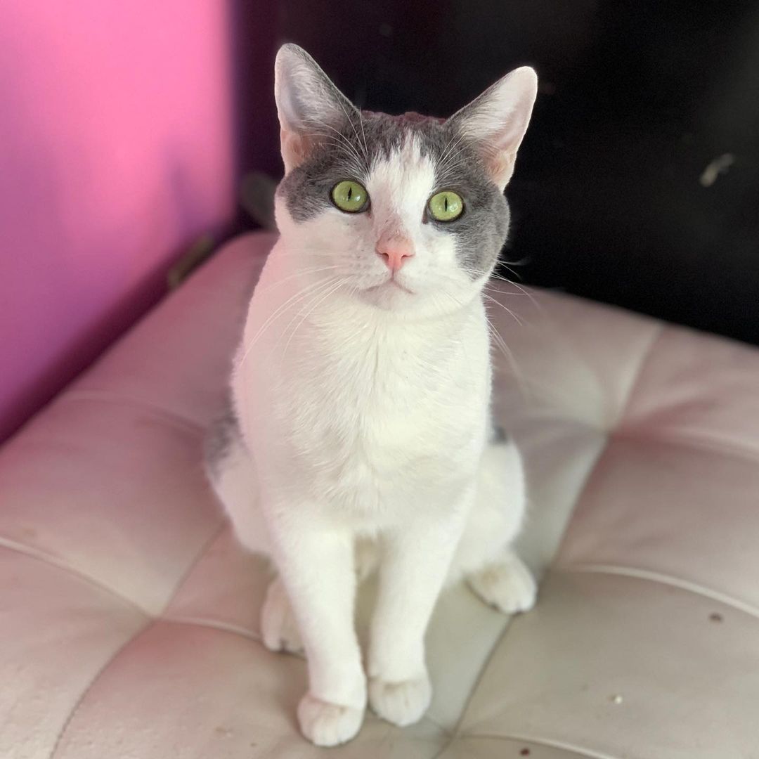 Ronnie came to us as a stray. No chip, not neutered. He had been living on the streets for many months.

This one year old boy is super sweet and available for adoption at Rockin Rescue! 

<a target='_blank' href='https://www.instagram.com/explore/tags/catsofinstagram/'>#catsofinstagram</a> <a target='_blank' href='https://www.instagram.com/explore/tags/ronnie/'>#ronnie</a> <a target='_blank' href='https://www.instagram.com/explore/tags/agwc/'>#agwc</a> <a target='_blank' href='https://www.instagram.com/explore/tags/agwcrockinrescue/'>#agwcrockinrescue</a> <a target='_blank' href='https://www.instagram.com/explore/tags/kitty/'>#kitty</a> <a target='_blank' href='https://www.instagram.com/explore/tags/crazycatlady/'>#crazycatlady</a>