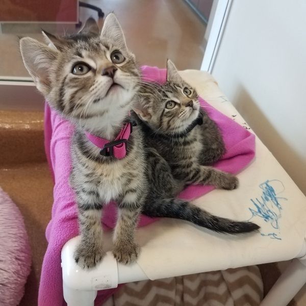 Meet Milton & Darcy! 

Come meet this adorable sibling duo and take them home for twice the fun, TODAY! 

Interested in adopting?! Join our virtual line via Qless!
You can join the line starting at:
11am Tuesday-Friday &
10:30am Saturday & Sunday

To join the virtual line please visit:
https://loom.ly/twS-TUk