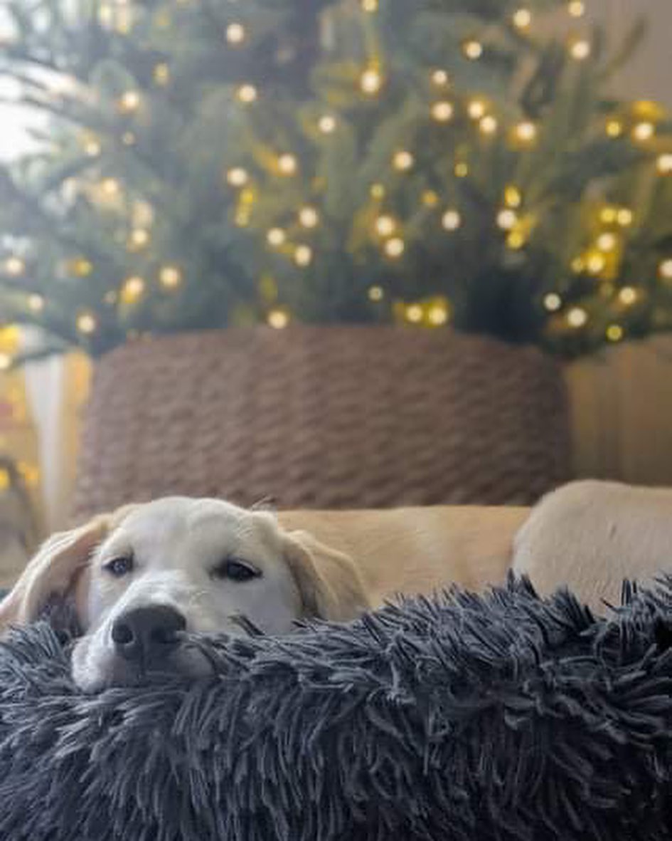 Meet Rory!
🐾Female
🐾Age: DOB: 7/18/2021
🐾Weight: 35 lbs and growing!
🐾Breed: Labrador Retriever mix
🍁
Hey there, I’m Rory! I’m a very shy girl who is looking for a loving forever home! I can be very timid when I meet new people and will need someone with experience and patience and lots of love! When I entered the rescue, my siblings and I were all sick with distemper. Unfortunately, I lost two of my siblings from that terrible disease. As a result of us all being sick, we have not had the opportunity to socialize with other humans as often as we would like. Distemper is a highly contagious virus which could potentially have long term effects for any survivors which could include involuntary tics, twitches or muscle spasms to lack of balance and/or coordination. Survivors also can live long, happy and healthy lives and I like to think I am one of the lucky ones!
☀️
I am picking up on basic commands such as house training and crate training and I am still working on my leash training skills. I will require a fenced in yard in my forever home along with a furry buddy who is willing to play and have a good time with me! I think having a furry sibling will not only help me come out of my shell quicker but will also help me build my confidence! Although I do well in my crate at night time, I have been known to cry for a bit of time when my foster family leaves for errands. For that reason, I would not do well in an apartment style setting; I would hate to disturb any neighbors! I have lots of energy to burn! 
🎾
Some of my favorite activities include playing tug-o-war with rope toys, chasing tennis balls around the fenced in yard, playing chase with my furry friends and so much more! After a good bit of play time, I will snuggle up on the couch next to you or in my comfy bed for a nap. I am sure I would make for a good hiking buddy!
❤️
If you are interested in meeting Rory, apply to adopt her at www.causeforcanines.org
Must have a flexible schedule to accommodate a puppy’s needs.
Adoption fee: $350
Must be an Ohio resident & 23 or older.
Children must be 5 or older.
No apartments.
Fenced yard required.