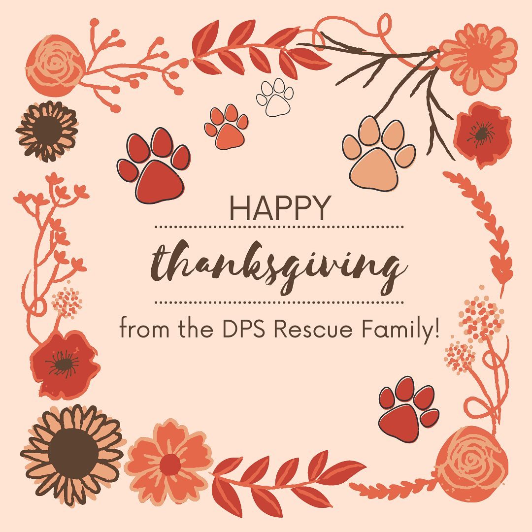 A very Happy Thanksgiving from our families to yours, featuring the fur-babies of our DPS team! 

This Thanksgiving, we are grateful for…
* Our fabulous fosters
* Our vibrant volunteer force
* Our dedicated donors
* Our tireless transport team
* Our amazing adopters
* Our partner Pet Food Express
* Our miraculous medical teams 

<a target='_blank' href='https://www.instagram.com/explore/tags/happythanksgivng/'>#happythanksgivng</a> <a target='_blank' href='https://www.instagram.com/explore/tags/thankful/'>#thankful</a> <a target='_blank' href='https://www.instagram.com/explore/tags/grateful/'>#grateful</a> <a target='_blank' href='https://www.instagram.com/explore/tags/furbabiesarefamily/'>#furbabiesarefamily</a> <a target='_blank' href='https://www.instagram.com/explore/tags/rescueisfamily/'>#rescueisfamily</a> <a target='_blank' href='https://www.instagram.com/explore/tags/whorescuedwho/'>#whorescuedwho</a>