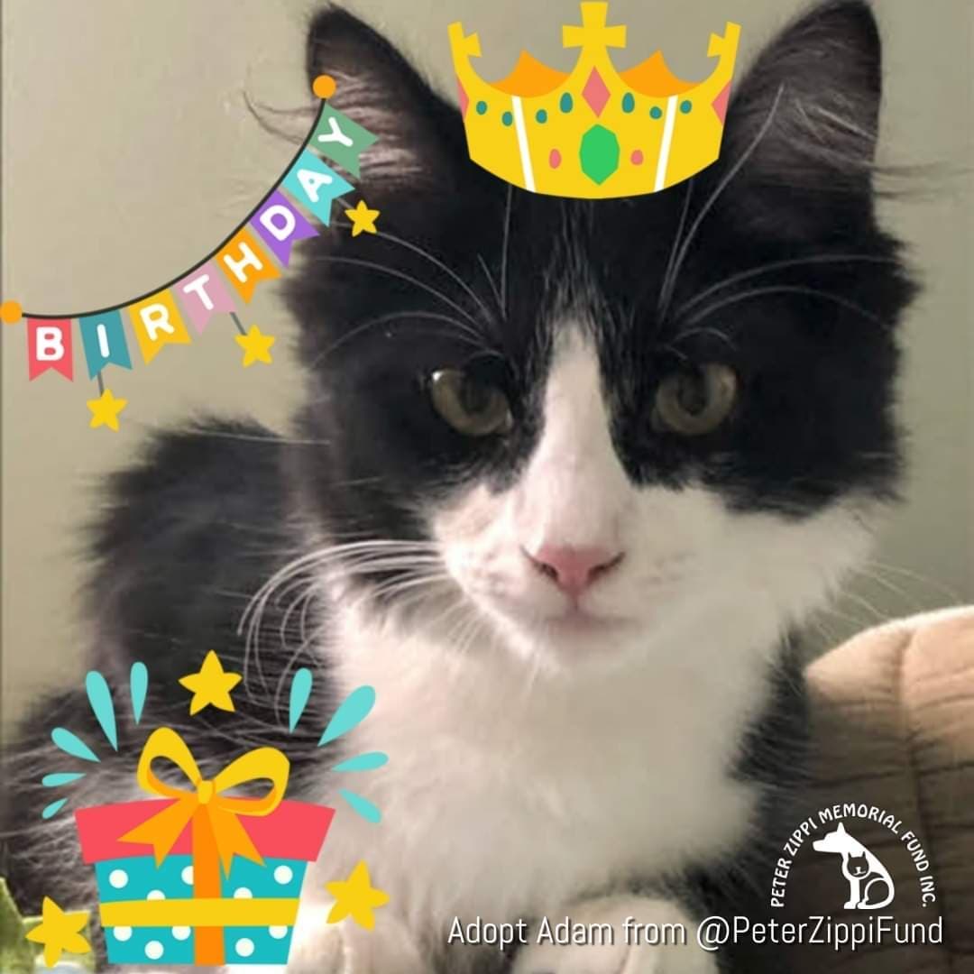 Adam is hoping that all November babies had a Happy Birthday month. We're all giving a special shout out to <a target='_blank' href='https://www.instagram.com/explore/tags/PeterZippiFund/'>#PeterZippiFund</a> volunteers, Teri Y (11/5), Audie F (11/20), Judi M (11/27), and Phuoc L (11/27). Volunteers are the backbone of our organization and we can't thank them enough for all that they do. 🥳🎂
<a target='_blank' href='https://www.instagram.com/explore/tags/birthdaywishes/'>#birthdaywishes</a> <a target='_blank' href='https://www.instagram.com/explore/tags/peterzippifund/'>#peterzippifund</a> <a target='_blank' href='https://www.instagram.com/explore/tags/volunteersrock/'>#volunteersrock</a> <a target='_blank' href='https://www.instagram.com/explore/tags/zippicats/'>#zippicats</a> <a target='_blank' href='https://www.instagram.com/explore/tags/cats/'>#cats</a> <a target='_blank' href='https://www.instagram.com/explore/tags/adoptme/'>#adoptme</a>