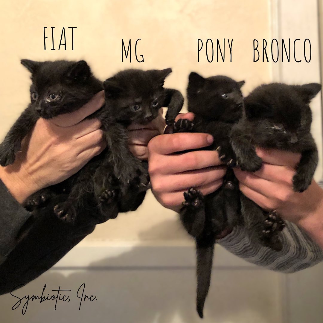 Silly us! 🤦🏽‍♀️<a target='_blank' href='https://www.instagram.com/explore/tags/rookiemove/'>#rookiemove</a> 
.
We naively thought we were off the hook when rescuing only a singleton kitten on Sunday, but as it turns out, Pony has siblings who are now safe with us!! <a target='_blank' href='https://www.instagram.com/explore/tags/kittenlivesmatter/'>#kittenlivesmatter</a> 
.
Meet the <a target='_blank' href='https://www.instagram.com/explore/tags/junkyardkittencrew/'>#junkyardkittencrew</a> named appropriately after classic cars. 🚗🚙 Three boys and one little girl (Fiat) 
.
All babies have the same ailments as Pony with poor appetite and goopy eyes but big boy Bronco seems to be the worst off. Pls send some positive vibes our way while we try to nurse these angels back to health! <a target='_blank' href='https://www.instagram.com/explore/tags/rescuekittens/'>#rescuekittens</a> 
,
Want to help?? Pls check out our Amazon Kitten Wishlist, link in bio. We need wet food and tofu litter for these babies but there are many other items on the list that we could definitely use! Most specifically an additional, small stainless steel litter pan that fits in a crate, a heating pad and some Churu Chicken treats to entice these cuties to eat! <a target='_blank' href='https://www.instagram.com/explore/tags/ittakesavillage/'>#ittakesavillage</a> 
.
Thank you for your support!!! <a target='_blank' href='https://www.instagram.com/explore/tags/supportanimalrescue/'>#supportanimalrescue</a> 
.
.
<a target='_blank' href='https://www.instagram.com/explore/tags/symbioticsuffolk/'>#symbioticsuffolk</a> <a target='_blank' href='https://www.instagram.com/explore/tags/peacelovesloppykisses/'>#peacelovesloppykisses</a> <a target='_blank' href='https://www.instagram.com/explore/tags/blackkittensofinstagram/'>#blackkittensofinstagram</a>
