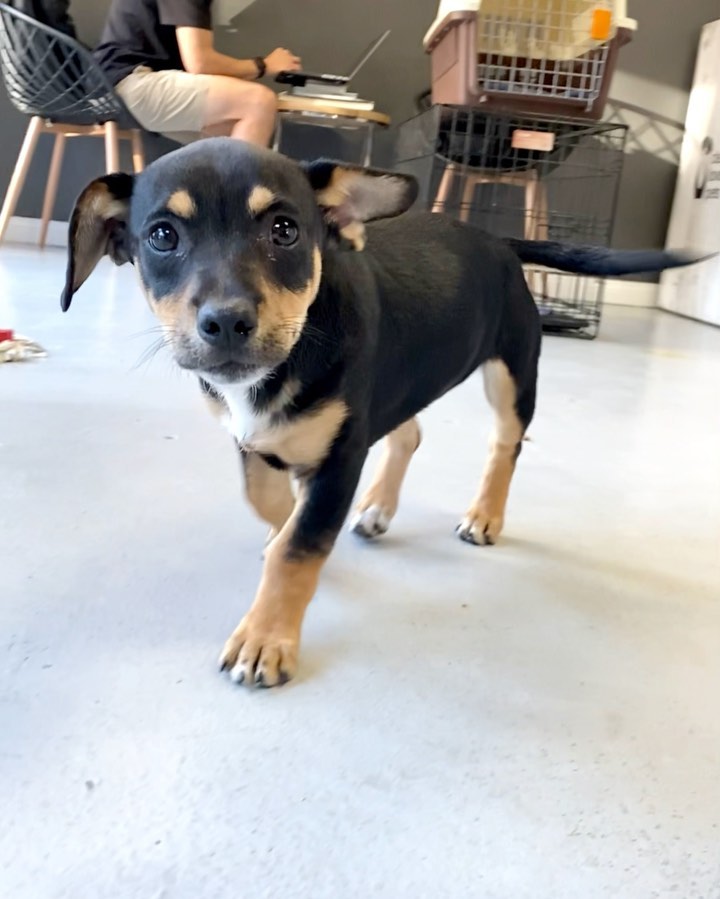 🚨 PUPPY ALERT! 🚨
MEET JAMESON! 🧡

Jameson is the SWEETEST little 8 week old, Male, Dachshund/Beagle Mix. 

He loves to voice around with his foster family. Is great with kids and other dogs and just wants to playyyyy. 

Apply to adopt Jameson on our website:

📮 WagmorPets.org/Adoption

🧡 <a target='_blank' href='https://www.instagram.com/explore/tags/blackfriday/'>#blackfriday</a> <a target='_blank' href='https://www.instagram.com/explore/tags/puppies/'>#puppies</a> <a target='_blank' href='https://www.instagram.com/explore/tags/puppyplay/'>#puppyplay</a> <a target='_blank' href='https://www.instagram.com/explore/tags/puppiesofinstagrsm/'>#puppiesofinstagrsm</a> <a target='_blank' href='https://www.instagram.com/explore/tags/doxiepuppies/'>#doxiepuppies</a> <a target='_blank' href='https://www.instagram.com/explore/tags/wagmorpets/'>#wagmorpets</a> 🧡