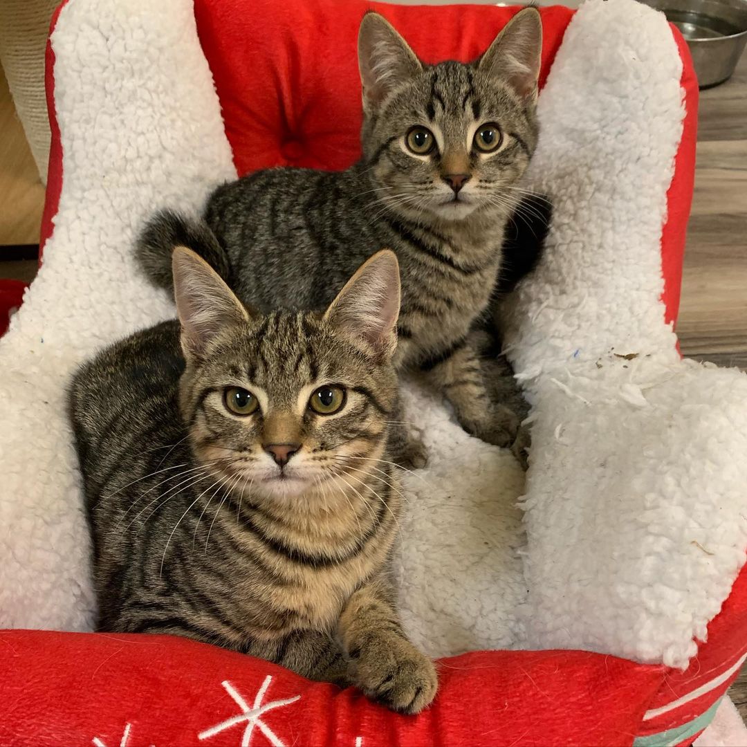 Delightfully sweet and oh so social brothers Solomon & Noah are waiting to meet their lifetime of love adopter(s). Two kitties are so much fun and keep each other company. It’s especially important for young kittens to have a companion. Visit our website to view adoptable kitties and Apply to adopt at www.sparklecatrescue.org 
.
.
.
.
<a target='_blank' href='https://www.instagram.com/explore/tags/kittensofinstagram/'>#kittensofinstagram</a> <a target='_blank' href='https://www.instagram.com/explore/tags/tabbycatsofinstagram/'>#tabbycatsofinstagram</a> <a target='_blank' href='https://www.instagram.com/explore/tags/tabbiesofinstagram/'>#tabbiesofinstagram</a> <a target='_blank' href='https://www.instagram.com/explore/tags/adoptinpairs/'>#adoptinpairs</a> <a target='_blank' href='https://www.instagram.com/explore/tags/cutekittens/'>#cutekittens</a> <a target='_blank' href='https://www.instagram.com/explore/tags/santassleigh/'>#santassleigh</a> <a target='_blank' href='https://www.instagram.com/explore/tags/fosterkittensofinstagram/'>#fosterkittensofinstagram</a> <a target='_blank' href='https://www.instagram.com/explore/tags/fosteringsaveslives/'>#fosteringsaveslives</a> <a target='_blank' href='https://www.instagram.com/explore/tags/rescuecats/'>#rescuecats</a> <a target='_blank' href='https://www.instagram.com/explore/tags/adoptdontshop/'>#adoptdontshop</a> <a target='_blank' href='https://www.instagram.com/explore/tags/spayandneuter/'>#spayandneuter</a>