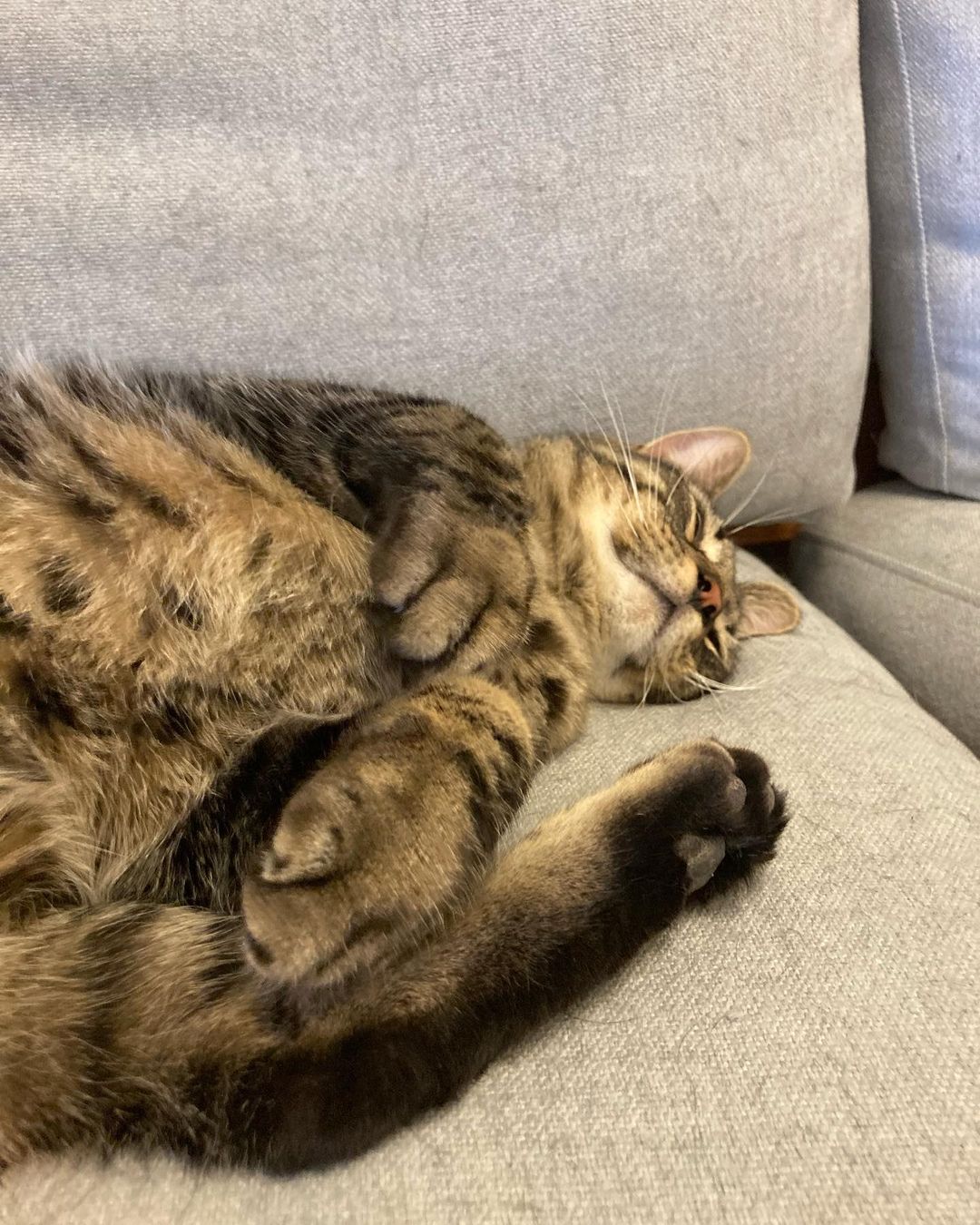 Tiger with the Day After Thanksgiving Vibes 🐾
<a target='_blank' href='https://www.instagram.com/explore/tags/SpayMartThriftStore/'>#SpayMartThriftStore</a> <a target='_blank' href='https://www.instagram.com/explore/tags/SpayMartThriftshop/'>#SpayMartThriftshop</a>
<a target='_blank' href='https://www.instagram.com/explore/tags/SpaymartSavesLives/'>#SpaymartSavesLives</a>
<a target='_blank' href='https://www.instagram.com/explore/tags/RescuedIsMyFavoriteBreed/'>#RescuedIsMyFavoriteBreed</a>
<a target='_blank' href='https://www.instagram.com/explore/tags/nola/'>#nola</a> <a target='_blank' href='https://www.instagram.com/explore/tags/metairie/'>#metairie</a> <a target='_blank' href='https://www.instagram.com/explore/tags/louisiana/'>#louisiana</a> <a target='_blank' href='https://www.instagram.com/explore/tags/meow/'>#meow</a> <a target='_blank' href='https://www.instagram.com/explore/tags/cats/'>#cats</a> <a target='_blank' href='https://www.instagram.com/explore/tags/NewOrleans/'>#NewOrleans</a>  <a target='_blank' href='https://www.instagram.com/explore/tags/GulfCoast/'>#GulfCoast</a> ⚜️ 
<a target='_blank' href='https://www.instagram.com/explore/tags/ThriftStore/'>#ThriftStore</a> <a target='_blank' href='https://www.instagram.com/explore/tags/SecondHand/'>#SecondHand</a> <a target='_blank' href='https://www.instagram.com/explore/tags/AllProceedsGoToRescueCats/'>#AllProceedsGoToRescueCats</a>
<a target='_blank' href='https://www.instagram.com/explore/tags/curious/'>#curious</a> <a target='_blank' href='https://www.instagram.com/explore/tags/vintage/'>#vintage</a> <a target='_blank' href='https://www.instagram.com/explore/tags/ThriftStoreFinds/'>#ThriftStoreFinds</a> <a target='_blank' href='https://www.instagram.com/explore/tags/thrifting/'>#thrifting</a>