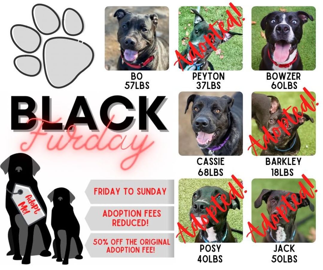 🐾Black Furday Specials🐾

Are you looking for a new best friend!? 

Friday November 26th through Sunday November 28th we will be offering reduced adoption fees for the select black pups! The doggos listed in this post will be 50% off of their original adoption fee! 

Walk in hours:
Friday- 2:30pm-6:30pm
Saturday & Sunday- 12:00pm-4:00pm

Please visit our website for more information on each dog:
https://www.darbsterfoundation.com/darbster-doggy/adopt/

🐾Please share🐾

<a target='_blank' href='https://www.instagram.com/explore/tags/darbsterdoggy/'>#darbsterdoggy</a> <a target='_blank' href='https://www.instagram.com/explore/tags/darbsterfoundation/'>#darbsterfoundation</a> <a target='_blank' href='https://www.instagram.com/explore/tags/opttoadopt/'>#opttoadopt</a> <a target='_blank' href='https://www.instagram.com/explore/tags/rescuedogsofinstagram/'>#rescuedogsofinstagram</a> <a target='_blank' href='https://www.instagram.com/explore/tags/rescuedismyfavoritebreed/'>#rescuedismyfavoritebreed</a> <a target='_blank' href='https://www.instagram.com/explore/tags/blackfurday/'>#blackfurday</a>