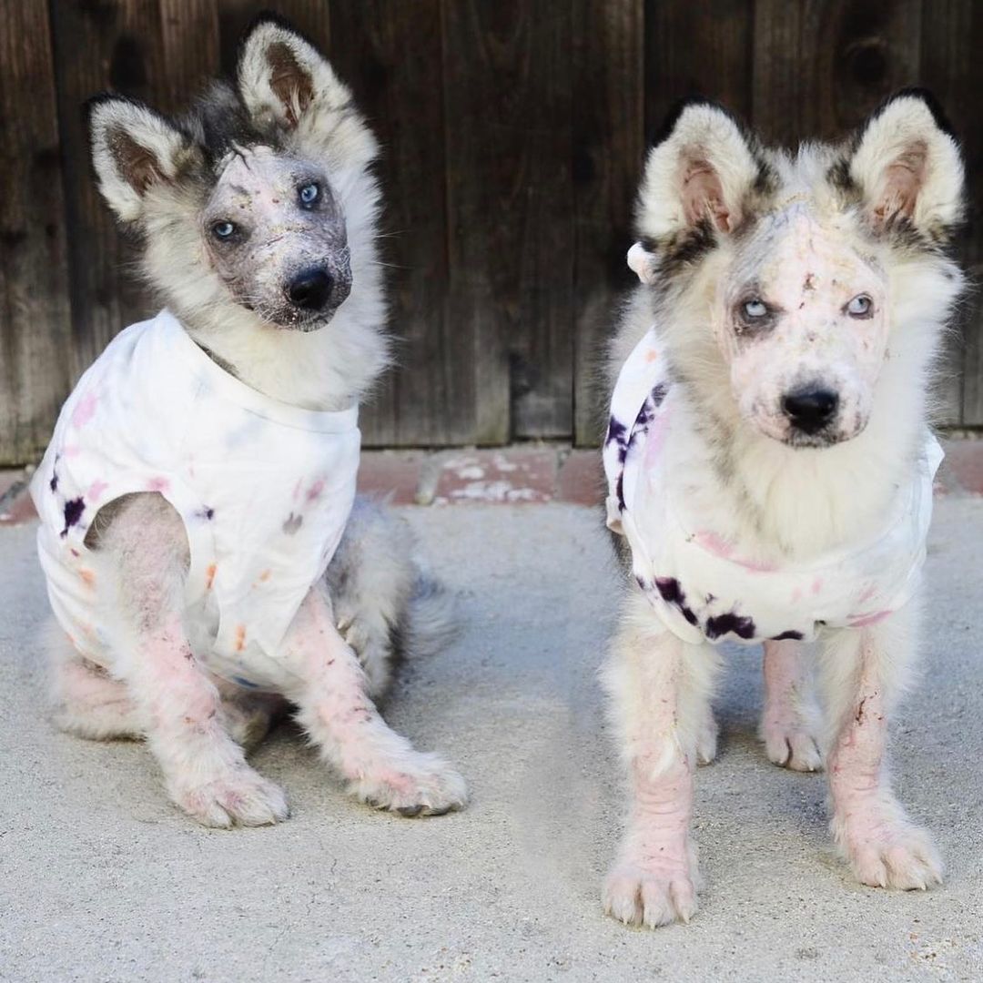 Happy Thanksgiving! 💛 We are so incredibly thankful for your endless support each and every day. Because of you, we have saved countless dogs (and kitties) because our community has stepped up despite another challenging year. We truly couldn’t do this without our fosters, adopters, volunteers, donors, partners and supporters! ✨ These are just a few of the amazing pups we have rescued! 🐶💫⁣
⁣
⁣
<a target='_blank' href='https://www.instagram.com/explore/tags/hitliving/'>#hitliving</a> <a target='_blank' href='https://www.instagram.com/explore/tags/foundlove/'>#foundlove</a> <a target='_blank' href='https://www.instagram.com/explore/tags/happythanksgivng/'>#happythanksgivng</a> <a target='_blank' href='https://www.instagram.com/explore/tags/thanksgiving/'>#thanksgiving</a> <a target='_blank' href='https://www.instagram.com/explore/tags/givethanks/'>#givethanks</a> <a target='_blank' href='https://www.instagram.com/explore/tags/thankyou/'>#thankyou</a> <a target='_blank' href='https://www.instagram.com/explore/tags/dogrescue/'>#dogrescue</a>