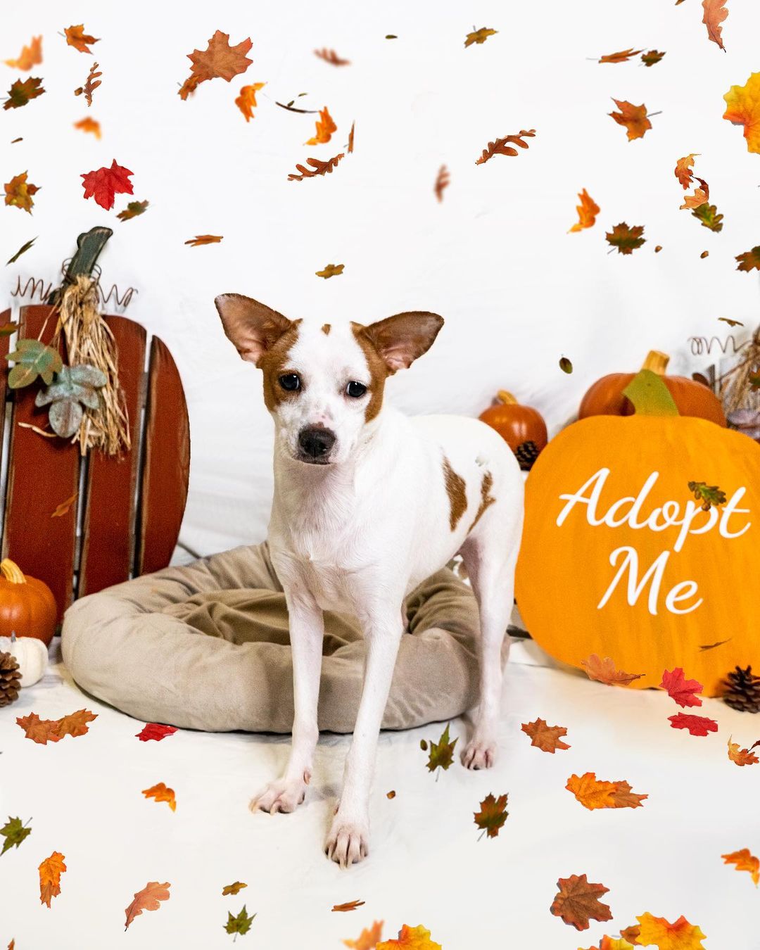 🥰 MEET PUMPKIN PIE! 🥧

🥧 Pumpkin Pie is a 2 Year Old, Female, 12 lb, Jack Russel Terrier Mix who’s excited to meet you this weekend. 🥰

🧡 She is the most wonderful weird dog. It takes her a minute to warm up to, but when she does she wants nothing more than for you to pet her. 🥰

🧡 She loves her toys and loves to play with other dogs. 

🧡 There's just something a little off about her but in the most fabulous way. 

🧡 Come to our rescue and meet Pumpkin Pie so you could see her quirky self and so she could give you hugs and kisses!

Learn more on how to apply to adopt her on our website: 

WagmorPets.org/Adoption

Come by and meet her anytime 9-5PM 7 Days a week! 🎉

🧡 <a target='_blank' href='https://www.instagram.com/explore/tags/adoptdontshop/'>#adoptdontshop</a> <a target='_blank' href='https://www.instagram.com/explore/tags/jackrussellterrier/'>#jackrussellterrier</a> <a target='_blank' href='https://www.instagram.com/explore/tags/pumpkinpie/'>#pumpkinpie</a> <a target='_blank' href='https://www.instagram.com/explore/tags/falldogs/'>#falldogs</a> <a target='_blank' href='https://www.instagram.com/explore/tags/blackfriday/'>#blackfriday</a> <a target='_blank' href='https://www.instagram.com/explore/tags/weeklyfluff/'>#weeklyfluff</a> 🐶