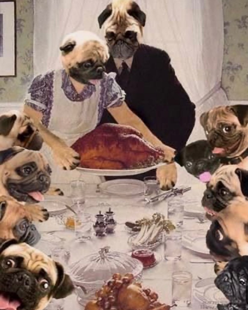 Happy thanksgiving from DFW pug rescue! We are thankful for each and every one of you!🐾💙