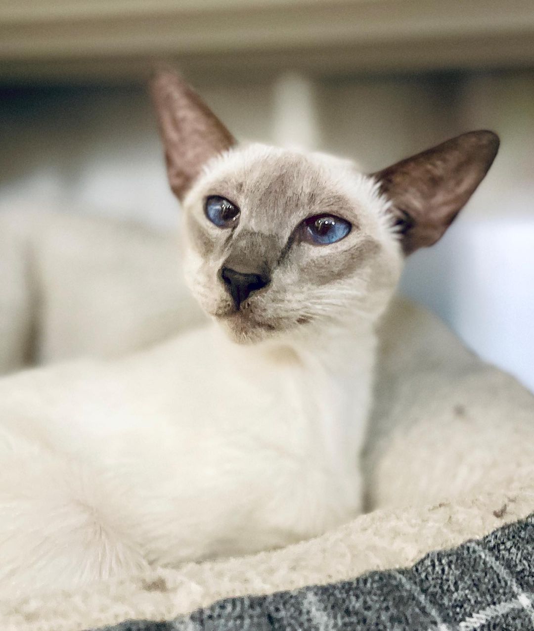 Say hello Dolly to our exquisite modern Siamese cat with the magical cornflower blue eyes! She mews and purrs simultaneously and is an elegant delight!

Fill out an application today and come and chat with her!

Look at those cheekbones and facial fur contour markings!

<a target='_blank' href='https://www.instagram.com/explore/tags/siamesecat/'>#siamesecat</a> <a target='_blank' href='https://www.instagram.com/explore/tags/rescuesiamese/'>#rescuesiamese</a> <a target='_blank' href='https://www.instagram.com/explore/tags/rescuesiamesecat/'>#rescuesiamesecat</a> <a target='_blank' href='https://www.instagram.com/explore/tags/siamesepurr/'>#siamesepurr</a> <a target='_blank' href='https://www.instagram.com/explore/tags/chattycat/'>#chattycat</a> <a target='_blank' href='https://www.instagram.com/explore/tags/elegantcat/'>#elegantcat</a> <a target='_blank' href='https://www.instagram.com/explore/tags/asiancat/'>#asiancat</a> <a target='_blank' href='https://www.instagram.com/explore/tags/asiancatsofinstagram/'>#asiancatsofinstagram</a> <a target='_blank' href='https://www.instagram.com/explore/tags/meezer/'>#meezer</a> <a target='_blank' href='https://www.instagram.com/explore/tags/meezersofinstagram/'>#meezersofinstagram</a> <a target='_blank' href='https://www.instagram.com/explore/tags/meezers/'>#meezers</a>