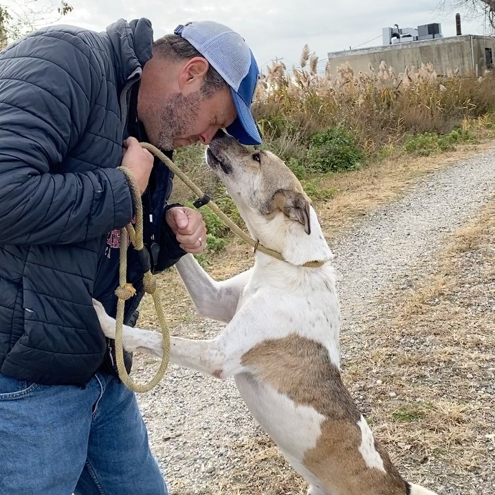 Here’s Texaco speaking his love language 💜🐾 Texaco is a hugger. When you stop with him during a walk he gently puts his paws up and falls into you. He’s got a decent amount of energy and walks well on his leash. He is a 3-year-old sweet, curious shepherd mix. 
If you are interested in fostering or adopting one of our many babies looking for a home, please fill out an application at ruffhouserescue.org/apply We can’t wait to hear from you!

Like/Share/Show Support 🙌🏻 <a target='_blank' href='https://www.instagram.com/explore/tags/ruffhouserescue/'>#ruffhouserescue</a> <a target='_blank' href='https://www.instagram.com/explore/tags/ruffhouserockstars/'>#ruffhouserockstars</a> <a target='_blank' href='https://www.instagram.com/explore/tags/ruffhousealumni/'>#ruffhousealumni</a> <a target='_blank' href='https://www.instagram.com/explore/tags/dogphotography/'>#dogphotography</a>  <a target='_blank' href='https://www.instagram.com/explore/tags/dogsofinstagram/'>#dogsofinstagram</a> <a target='_blank' href='https://www.instagram.com/explore/tags/puppiesofinstagram/'>#puppiesofinstagram</a> <a target='_blank' href='https://www.instagram.com/explore/tags/adoptdontshop/'>#adoptdontshop</a> <a target='_blank' href='https://www.instagram.com/explore/tags/getyourrescueon/'>#getyourrescueon</a> <a target='_blank' href='https://www.instagram.com/explore/tags/dogphotography/'>#dogphotography</a> <a target='_blank' href='https://www.instagram.com/explore/tags/puppylove/'>#puppylove</a> <a target='_blank' href='https://www.instagram.com/explore/tags/pupper/'>#pupper</a> <a target='_blank' href='https://www.instagram.com/explore/tags/puppylover/'>#puppylover</a>  <a target='_blank' href='https://www.instagram.com/explore/tags/dogsofinstaworld/'>#dogsofinstaworld</a> <a target='_blank' href='https://www.instagram.com/explore/tags/rescuedog/'>#rescuedog</a> <a target='_blank' href='https://www.instagram.com/explore/tags/rescuedogsofinstagram/'>#rescuedogsofinstagram</a> <a target='_blank' href='https://www.instagram.com/explore/tags/iheartdogs/'>#iheartdogs</a> <a target='_blank' href='https://www.instagram.com/explore/tags/doglife/'>#doglife</a> <a target='_blank' href='https://www.instagram.com/explore/tags/fosters/'>#fosters</a> <a target='_blank' href='https://www.instagram.com/explore/tags/puppygrammer/'>#puppygrammer</a> <a target='_blank' href='https://www.instagram.com/explore/tags/furbaby/'>#furbaby</a> <a target='_blank' href='https://www.instagram.com/explore/tags/weratedogs/'>#weratedogs</a> <a target='_blank' href='https://www.instagram.com/explore/tags/puppies/'>#puppies</a> <a target='_blank' href='https://www.instagram.com/explore/tags/happytails/'>#happytails</a> <a target='_blank' href='https://www.instagram.com/explore/tags/dogstagram/'>#dogstagram</a> <a target='_blank' href='https://www.instagram.com/explore/tags/iheartdogs/'>#iheartdogs</a> <a target='_blank' href='https://www.instagram.com/explore/tags/adoptdontshop/'>#adoptdontshop</a>🐾 <a target='_blank' href='https://www.instagram.com/explore/tags/fostertoadopt/'>#fostertoadopt</a> <a target='_blank' href='https://www.instagram.com/explore/tags/fosterdog/'>#fosterdog</a> <a target='_blank' href='https://www.instagram.com/explore/tags/rhrhappytails/'>#rhrhappytails</a> <a target='_blank' href='https://www.instagram.com/explore/tags/longislandrescuedogs/'>#longislandrescuedogs</a> <a target='_blank' href='https://www.instagram.com/explore/tags/muttsofinstagram/'>#muttsofinstagram</a>