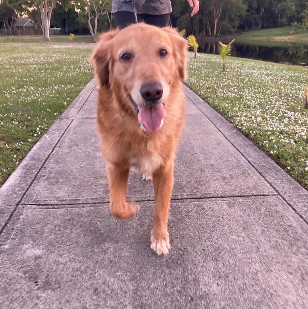 On the Eve of Thanksgiving we introduced Sandy.  She is a gorgeous 6 year old Golden Retriever.  She is a bundle of energy and just so loving. Your typical golden girl bounding from one person to the next. We love Sandy and you will too.  We are closed for the holiday tomorrow but you can still submit your application if you are interested in Sandy and we will get back to you next week. Sandy is good with dogs, cats and kids.

Palm City, FL

Application-

https://thefarmdogrescue.com/farm/adopt-application/