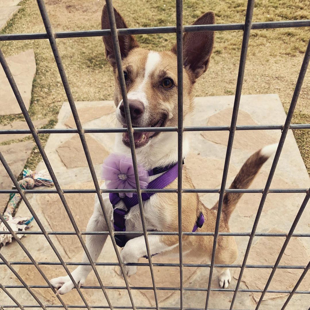 Butterfly got a new collar and harness 💜 You can read about this precious little girl at the link in our bio. Message us if you’re interested in meeting her. <a target='_blank' href='https://www.instagram.com/explore/tags/lubbock/'>#lubbock</a> <a target='_blank' href='https://www.instagram.com/explore/tags/dogsoflubbock/'>#dogsoflubbock</a> <a target='_blank' href='https://www.instagram.com/explore/tags/redraiders/'>#redraiders</a> <a target='_blank' href='https://www.instagram.com/explore/tags/ttu/'>#ttu</a> <a target='_blank' href='https://www.instagram.com/explore/tags/texastech/'>#texastech</a> <a target='_blank' href='https://www.instagram.com/explore/tags/westtexasdogs/'>#westtexasdogs</a>