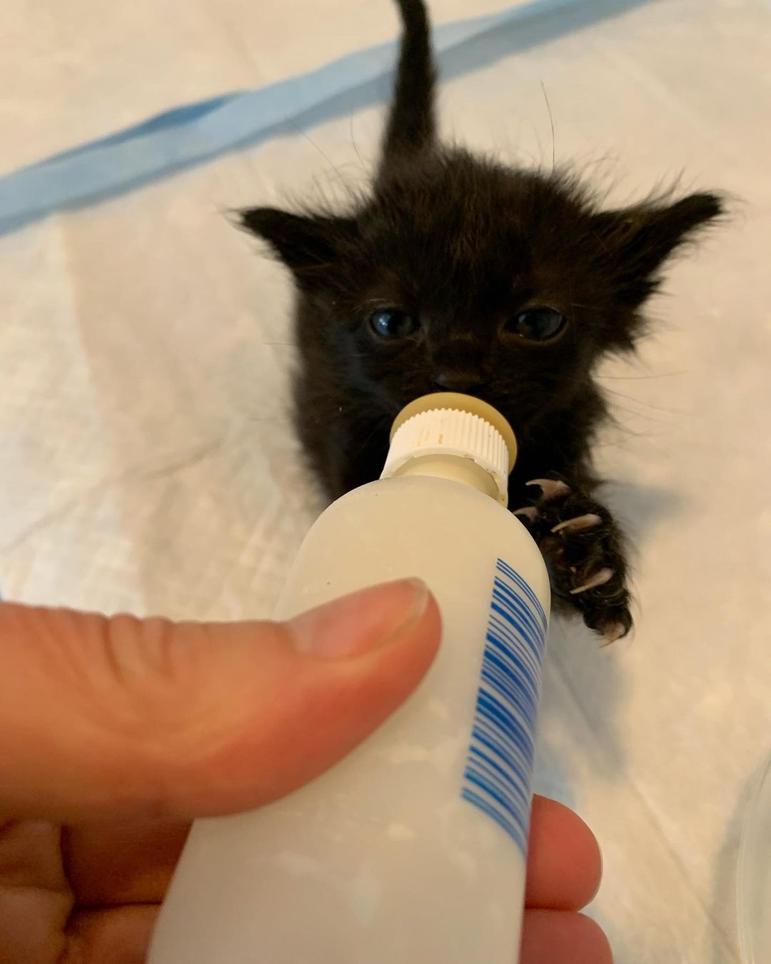 Bear 🐻is very serious about 🍼 🐈‍⬛🐾 ❤️<a target='_blank' href='https://www.instagram.com/explore/tags/pawsneedclaws/'>#pawsneedclaws</a> <a target='_blank' href='https://www.instagram.com/explore/tags/clawsout/'>#clawsout</a> <a target='_blank' href='https://www.instagram.com/explore/tags/bottlebaby/'>#bottlebaby</a> <a target='_blank' href='https://www.instagram.com/explore/tags/bottlebabykitten/'>#bottlebabykitten</a> <a target='_blank' href='https://www.instagram.com/explore/tags/bottlebabykittens/'>#bottlebabykittens</a>