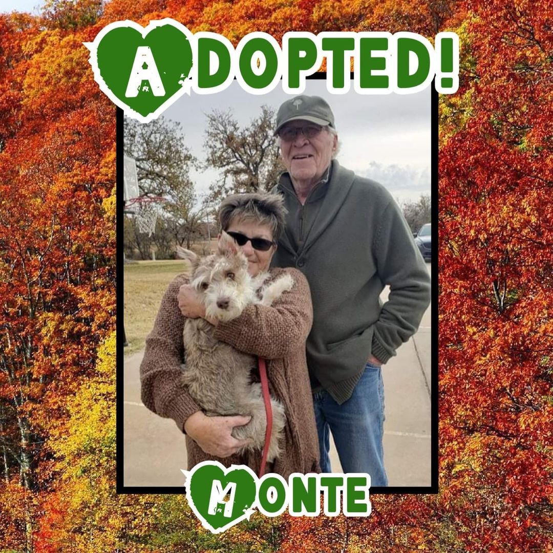 🥰HAPPY TAILS!🥰 Congrats to Nikki, Fable, Monte, Minerva and Toffee on finding their happily ever after's! Go enjoy your 1st <a target='_blank' href='https://www.instagram.com/explore/tags/thanksgiving/'>#thanksgiving</a> with your new families! 🦃
<a target='_blank' href='https://www.instagram.com/explore/tags/rescue/'>#rescue</a> <a target='_blank' href='https://www.instagram.com/explore/tags/dontshopadopt/'>#dontshopadopt</a> <a target='_blank' href='https://www.instagram.com/explore/tags/mixedbreedpurelove/'>#mixedbreedpurelove</a> <a target='_blank' href='https://www.instagram.com/explore/tags/cats/'>#cats</a> <a target='_blank' href='https://www.instagram.com/explore/tags/catsofinstagram/'>#catsofinstagram</a> <a target='_blank' href='https://www.instagram.com/explore/tags/shelterdogs/'>#shelterdogs</a> <a target='_blank' href='https://www.instagram.com/explore/tags/foster/'>#foster</a> <a target='_blank' href='https://www.instagram.com/explore/tags/fosteringsaveslives/'>#fosteringsaveslives</a> <a target='_blank' href='https://www.instagram.com/explore/tags/bethechange/'>#bethechange</a> <a target='_blank' href='https://www.instagram.com/explore/tags/onebyoneuntiltherearenone/'>#onebyoneuntiltherearenone</a> 

🧡 shelterfriends.org 🧡