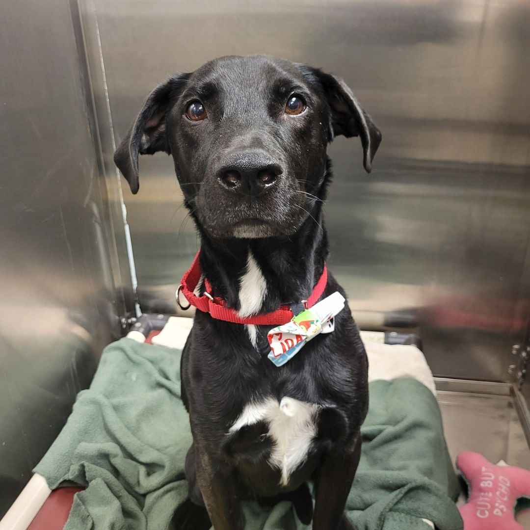 We've got some dressed up pups, ready for dinner with the family! 

(THANK YOU to a wonderful donor for the sweet bow ties!)

Happy Turkey Day from Humane Society, Tennessee Valley!