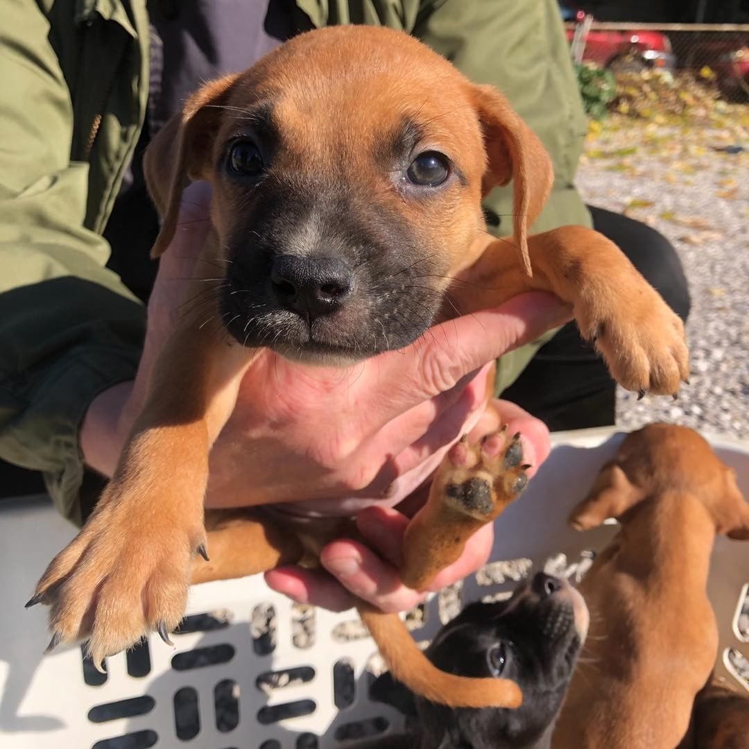 Puppy fosters needed! Can anyone temp foster any of these cuties for a few weeks?! Please message us or apply below if you can help us save these babies!

First one is a lab mix, at 4 months old. 

The rest are a litter of hound/pit mixes and are 8 weeks old. 

https://www.adoptpetrescue.org/foster-application/ 

<a target='_blank' href='https://www.instagram.com/explore/tags/foster/'>#foster</a> <a target='_blank' href='https://www.instagram.com/explore/tags/puppyfoster/'>#puppyfoster</a> <a target='_blank' href='https://www.instagram.com/explore/tags/puppiesofinstagram/'>#puppiesofinstagram</a> <a target='_blank' href='https://www.instagram.com/explore/tags/puppies/'>#puppies</a> <a target='_blank' href='https://www.instagram.com/explore/tags/adoptdontshop/'>#adoptdontshop</a> <a target='_blank' href='https://www.instagram.com/explore/tags/adoptpetrescue/'>#adoptpetrescue</a> <a target='_blank' href='https://www.instagram.com/explore/tags/rescuedogsofinstagram/'>#rescuedogsofinstagram</a>