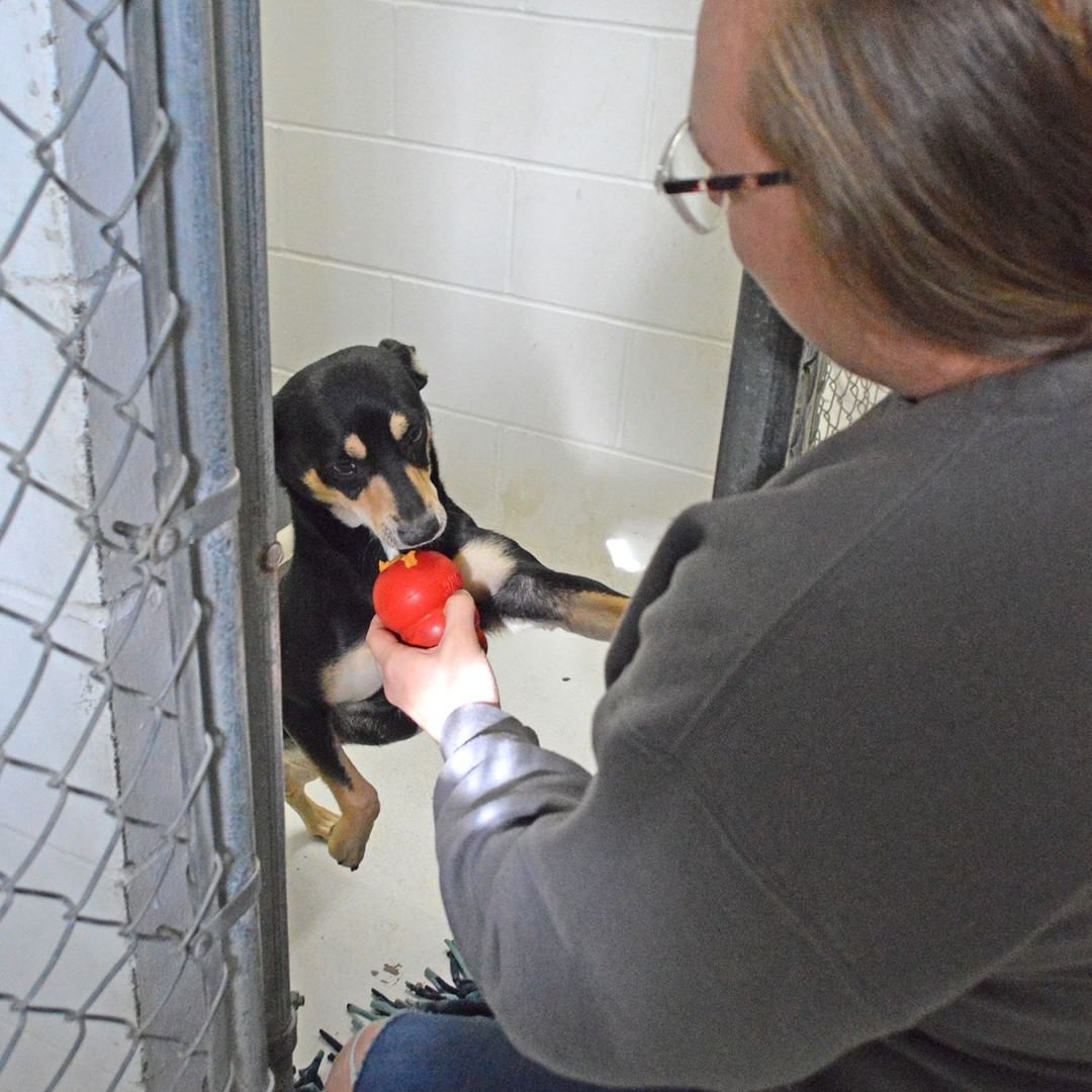 A BIG thank you to Bark Nation for stopping by our shelter with a bunch of yummy stuffed Kongs for a special Thanksgiving treat for our shelter pups!  They loved the tasty treat, and they will definitely enjoy playing with their Kongs afterward! 

They also brought us another very special delivery.  Riddle, a three-and-a-half year old Belgian Malinois, was brought to our shelter for the chance to find a new loving family up north. Riddle has been in their care for nearly two years due to an ongoing cruelty investigation.  This special girl will likely be available for adoption next week, so stay tuned for details! 

From all of us to all of you, we wish you a safe and peaceful Thanksgiving! 
<a target='_blank' href='https://www.instagram.com/explore/tags/KONGsgiving2021/'>#KONGsgiving2021</a> <a target='_blank' href='https://www.instagram.com/explore/tags/barknation/'>#barknation</a>