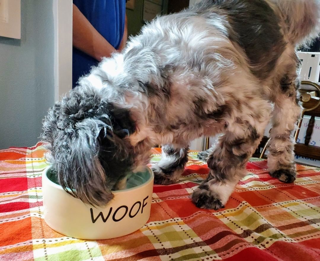 Happy Thanksgiving 🦃 The pups enjoyed a turkey feast prepared and served by the volunteers!