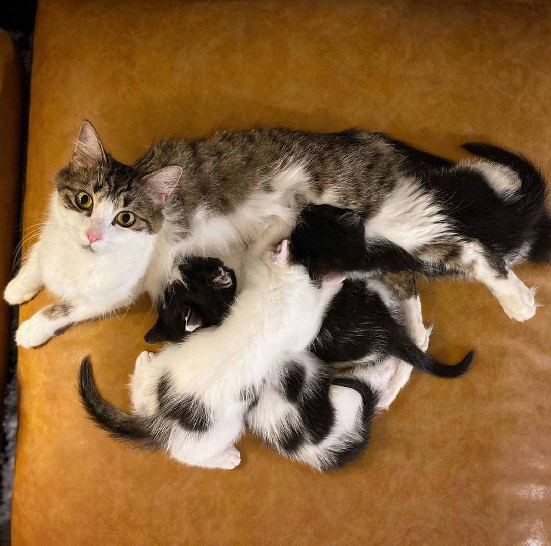 People warn you that tattoos are addicting… turns out, so is fostering 😻
🖤Meet my new fur ball roommates 🖤

*if you are in the market, this sweet Mama + her four 8-week-old babes are up for adoption through the @catfelounge 🙃