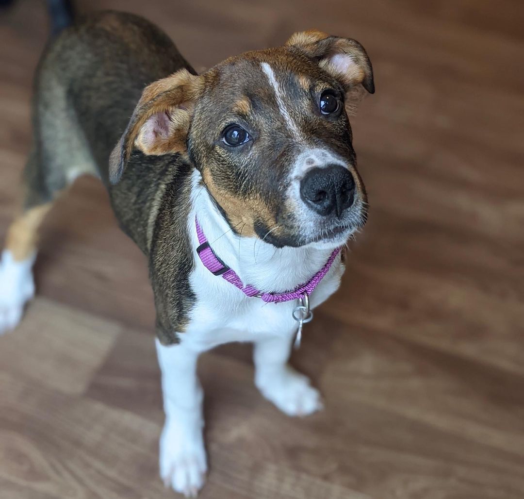 Meet Morticia!
🐾Female
🐾Age: DOB: 7/31/2021
🐾Weight: 22 lbs and growing!
🐾Breed: Beagle/Shepherd/Lab mix
🍂
Hey there, I’m Morticia! I am quite the spitfire who is not only full of personality, but full of so much love to give! I enjoy wrestling with my sister and foster siblings and love cuddling up for a good nap afterwards! My current hobbies include chewing on bones, squeaking the occasional squeaky toy and playing a game of chase around the house. I absolutely love treats and am food motivated which will be super helpful for training.
💛
Speaking of training, since I am so young, I am still learning all the basics such as house training, crate training and leash training. I am catching on quickly though! I would love to find an active family who can keep me entertained with lots of exercise or have my very own fur sibling who will play with me!
🍁 
If you are interested in meeting Morticia, apply to adopt her at www.causeforcanines.org
Must have a flexible schedule to accommodate a puppy’s needs.
Adoption fee: $350
Must be an Ohio resident & 23 or older.
Children must be 5 or older.
