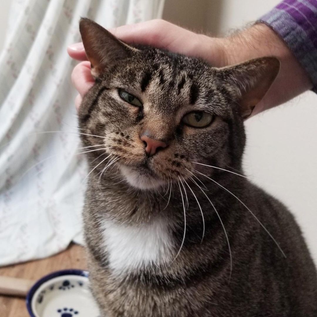 There wasn’t a <a target='_blank' href='https://www.instagram.com/explore/tags/whiskerwednesday/'>#whiskerwednesday</a> contest, but Arya still won 💖

Not only does she have the most beautiful whiskers, she has an adorably expressive face! Swipe to see how she looks if you tell her she doesn’t get cheek scratches, and then how she looks when she gets them 🥰

Learn more about Arya on our website, linked in our bio! 
.
.
.

 <a target='_blank' href='https://www.instagram.com/explore/tags/instacat/'>#instacat</a> <a target='_blank' href='https://www.instagram.com/explore/tags/catsofinstagram/'>#catsofinstagram</a> <a target='_blank' href='https://www.instagram.com/explore/tags/catoftheday/'>#catoftheday</a> <a target='_blank' href='https://www.instagram.com/explore/tags/igcat/'>#igcat</a> <a target='_blank' href='https://www.instagram.com/explore/tags/rescuecat/'>#rescuecat</a> <a target='_blank' href='https://www.instagram.com/explore/tags/rescuecatsofinstagram/'>#rescuecatsofinstagram</a> <a target='_blank' href='https://www.instagram.com/explore/tags/cat/'>#cat</a> <a target='_blank' href='https://www.instagram.com/explore/tags/cats/'>#cats</a> <a target='_blank' href='https://www.instagram.com/explore/tags/rescuepets/'>#rescuepets</a> <a target='_blank' href='https://www.instagram.com/explore/tags/instapet/'>#instapet</a> <a target='_blank' href='https://www.instagram.com/explore/tags/igpets/'>#igpets</a> <a target='_blank' href='https://www.instagram.com/explore/tags/petsofinstagram/'>#petsofinstagram</a> <a target='_blank' href='https://www.instagram.com/explore/tags/kitty/'>#kitty</a> <a target='_blank' href='https://www.instagram.com/explore/tags/kittylove/'>#kittylove</a> <a target='_blank' href='https://www.instagram.com/explore/tags/animalrescue/'>#animalrescue</a> <a target='_blank' href='https://www.instagram.com/explore/tags/adoptdontshop/'>#adoptdontshop</a> <a target='_blank' href='https://www.instagram.com/explore/tags/goodkitty/'>#goodkitty</a> <a target='_blank' href='https://www.instagram.com/explore/tags/pnwcats/'>#pnwcats</a> <a target='_blank' href='https://www.instagram.com/explore/tags/pnwpets/'>#pnwpets</a> <a target='_blank' href='https://www.instagram.com/explore/tags/pdxcat/'>#pdxcat</a> <a target='_blank' href='https://www.instagram.com/explore/tags/pdxpets/'>#pdxpets</a> <a target='_blank' href='https://www.instagram.com/explore/tags/pdxadopt/'>#pdxadopt</a> <a target='_blank' href='https://www.instagram.com/explore/tags/pdx/'>#pdx</a> <a target='_blank' href='https://www.instagram.com/explore/tags/portlandia/'>#portlandia</a> <a target='_blank' href='https://www.instagram.com/explore/tags/igaddict/'>#igaddict</a> <a target='_blank' href='https://www.instagram.com/explore/tags/instadaily/'>#instadaily</a> <a target='_blank' href='https://www.instagram.com/explore/tags/catsofig/'>#catsofig</a>