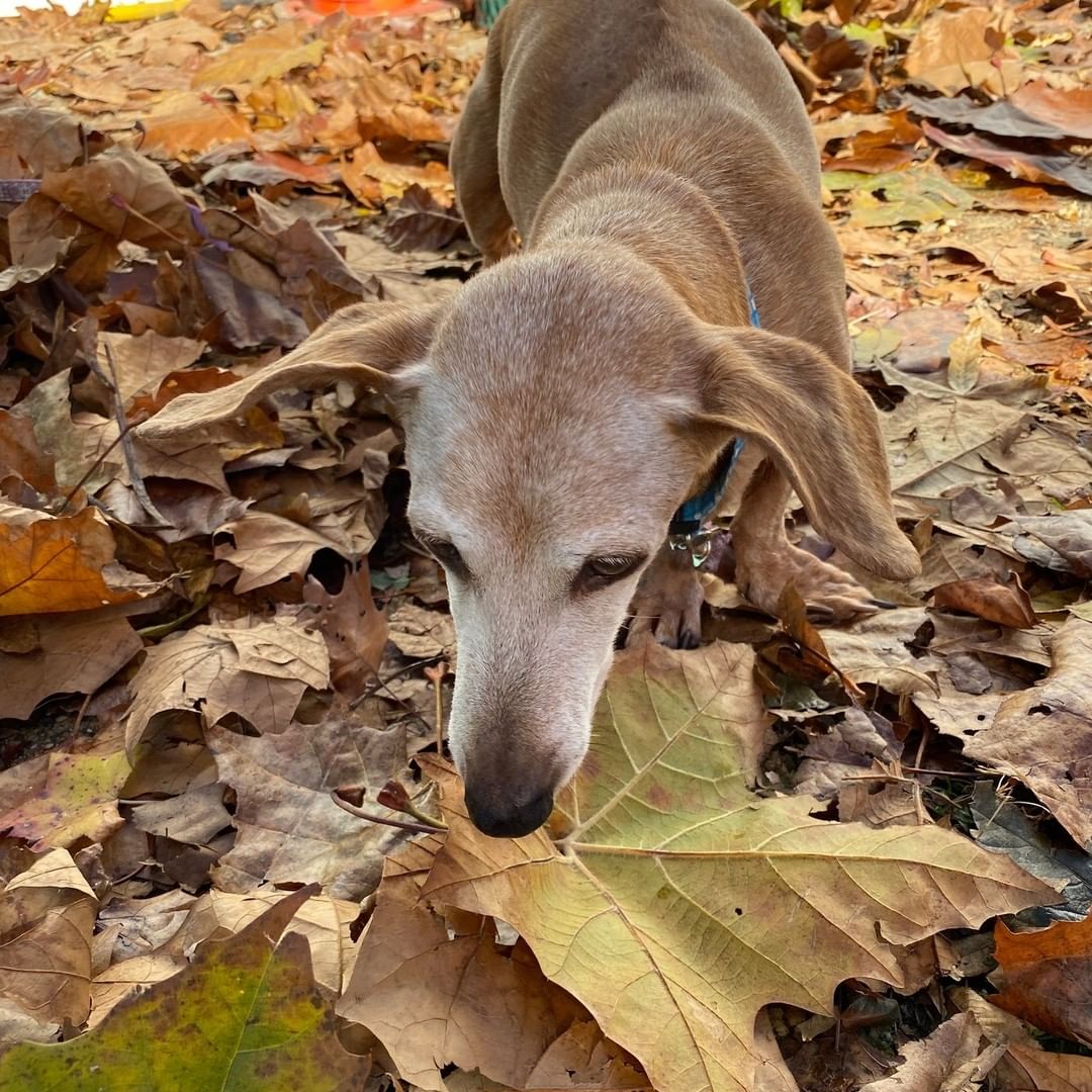 It's not easy being a dachshund during the fall. So much to smell and such little legs, but Bernie manages to get the job done! 
Bernie is looking for a new best friend who will shower him and only him with all of their love!

Schedule an appointment to meet this sweet senior at AlexandriaAnimals.org/Adopt-By-Appointment or with the link in our bio.

<a target='_blank' href='https://www.instagram.com/explore/tags/alexanimals/'>#alexanimals</a> <a target='_blank' href='https://www.instagram.com/explore/tags/adoptbernie/'>#adoptbernie</a> <a target='_blank' href='https://www.instagram.com/explore/tags/adoptaseniorpetmonth/'>#adoptaseniorpetmonth</a> <a target='_blank' href='https://www.instagram.com/explore/tags/dachshundsofinstagram/'>#dachshundsofinstagram</a>