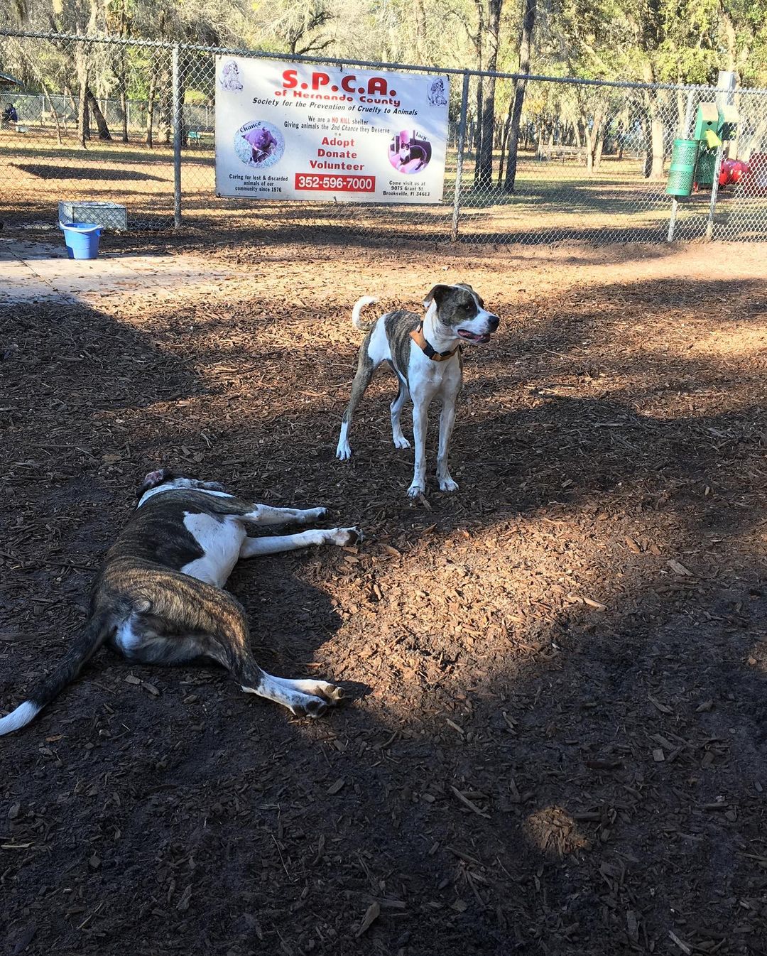 SPRING HILL FLORIDA:  Mom disabled, December end going to assisted living. Lina cannot go. She is 5 years old, been with her mom since a puppy. Good with other dogs when slowly introduced.. all but small dogs. Her petfinder page tells her whole story. Check her out please.  https://www.petfinder.com/dog/jj-lina-spring-hill-florida-53599951/fl/spring-hill/janeens-catahoula-leopard-dog-rescue-inc-mt59/  If we do not get a committed foster or adopter, her only two options are euth or shelter.  She was visited by a lady and she said she is a sweetheart. Long distance transport can be discussed. One nice dog in her prime with lots of companionship to share. NO PIT in her.. though some Brindle on her. Contact Janeen jj4@midrivers.com and we can talk by phone. Clock is ticking for Lina (Admin Janeen)